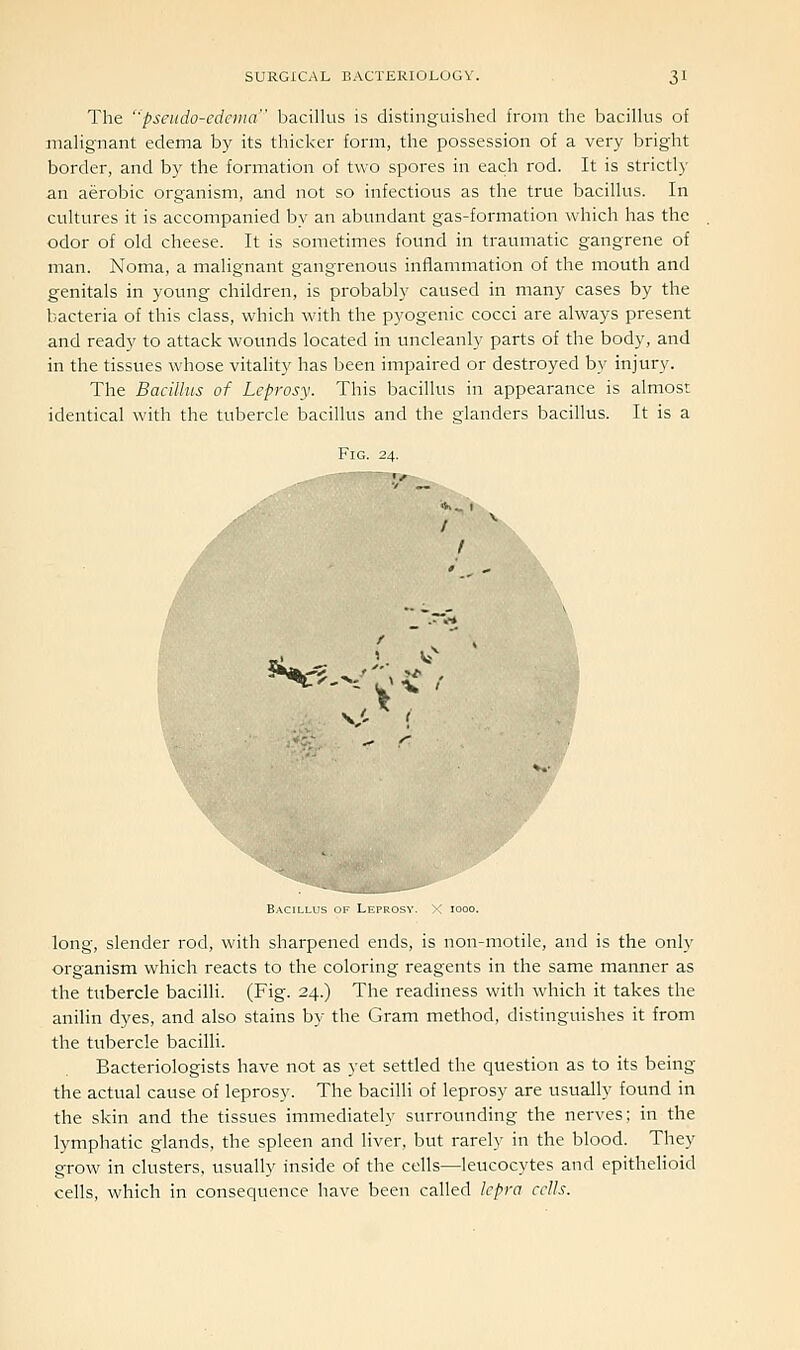 The ''psetido-edevia bacillus is distinguished from the bacillus of malignant edema by its thicker form, the possession of a very bright border, and by the formation of two spores in each rod. It is strictly an aerobic organism, and not so infectious as the true bacillus. In cultures it is accompanied by an abundant gas-formation which has the odor of old cheese. It is sometimes found in traumatic gangrene of man. Noma, a malignant gangrenous inflammation of the mouth and genitals in young children, is probably caused in many cases by the bacteria of this class, which with the pyogenic cocci are always present and ready to attack wounds located in uncleanly parts of the body, and in the tissues whose vitality has been impaired or destroyed by injury. The Bacillus of Leprosy. This bacillus in appearance is almost identical with the tubercle bacillus and the glanders bacillus. It is a Fig. 24. V' '-v '' F Leprosy. X 1000. long, slender rod, with sharpened ends, is non-motile, and is the only organism which reacts to the coloring reagents in the same manner as the tubercle bacilli. (Fig. 24.) The readiness with which it takes the anilin dyes, and also stains by the Gram method, distinguishes it from the tubercle bacilli. Bacteriologists have not as yet settled the question as to its being the actual cause of leprosy. The bacilli of leprosy are usually found in the skin and the tissues immediately surrounding the nerves; in the lymphatic glands, the spleen and liver, but rarely in the blood. They grow in clusters, usually inside of the cells—leucocytes and epithelioid cells, which in consequence have been called lepra cells.