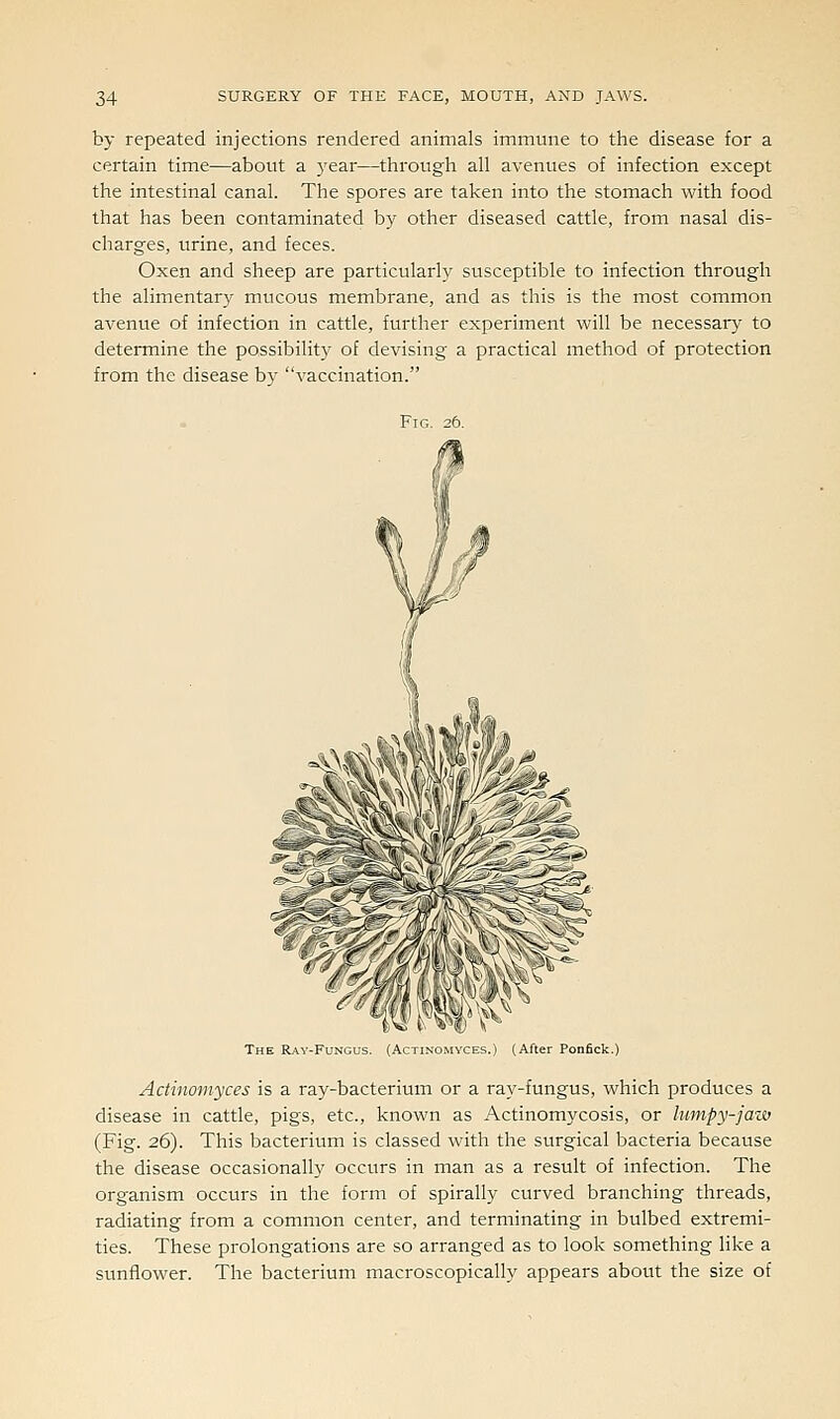 by repeated injections rendered animals immune to the disease for a certain time—about a 3'ear—through all avenues of infection except the intestinal canal. The spores are taken into the stomach with food that has been contaminated by other diseased cattle, from nasal dis- charges, urine, and feces. Oxen and sheep are particularly susceptible to infection through the alimentary mucous membrane, and as this is the most common avenue of infection in cattle, further experiment will be necessary to determine the possibility of devising a practical method of protection from the disease bv vaccination. The Ray-Fungus. (Actiko.myces.) (After Ponfick.) Actinomyces is a ray-bacterium or a ray-fungus, which produces a disease in cattle, pigs, etc., known as Actinomycosis, or lumpy-jaw (Fig. 26). This bacterium is classed with the surgical bacteria because the disease occasionally occurs in man as a result of infection. The organism occurs in the form of spirally curved branching threads, radiating from a common center, and terminating in bulbed extremi- ties. These prolongations are so arranged as to look something like a sunflower. The bacterium macroscopically appears about the size of