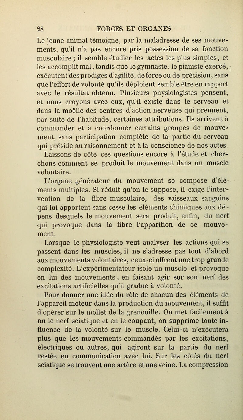 Le jeune animal témoigne, par la maladresse de ses mouve- ments, qu'il n'a pas encore pris possession de sa fonction musculaire ; il semble étudier les actes les plus simples, et les accomplit mal, tandis que le gymnaste, le pianiste exercé, ; exécutent des prodiges d'agilité, de force ou de précision, sans que l'effort de volonté qu'ils déploient semble être en rapport avec le résultat obtenu. Plusieurs physiologistes pensent, et nous croyons avec eux, qu'il existe dans le cerveau et dans la moelle des centres d'action nerveuse qui prennent, par suite de l'habitude, certaines attributions. Ils arrivent à commander et à coordonner certains groupes de mouve- ment, sans participation complète de la partie du cerveau qui préside au raisonnement et à la conscience de nos actes. Laissons de côté ces questions encore à l'étude et cher- chons comment se produit le mouvement dans un muscle volontaire. L'organe générateur du mouvement se compose d'élé- ments multiples. Si réduit qu'on le suppose, il exige l'inter- vention de la fibre musculaire, des vaisseaux sanguins qui lui apportent sans cesse les éléments chimiques aux dé • pens desquels le mouvement sera produit, enfin, du nerf qui provoque dans la fibre l'apparition de ce mouve- ment. Lorsque le physiologiste veut analyser les actions qui se passent dans les muscles, il ne s'adresse pas tout d'abord aux mouvements volontaires, ceux- ci offrent une trop grande complexité. L'expérimentateur isole un muscle et provoque en lui des mouvements, en faisant agir sur son nerf des excitations artificielles qu'il gradue à volonté. Pour donner une idée du rôle de chacun des éléments de l'appareil moteur dans la production du mouvement, il suffit d'opérer sur le mollet de la grenouille. On met facilement à nu le nerf sciatique et en le coupant, on supprime toute in- fluence de la volonté sur le muscle. Celui-ci n'exécutera plus que les mouvements commandés par les excitations, électriques ou autres, qui agiront sur la partie du nerf restée en communication avec lui. Sur les côtés du nerf sciatique se trouvent une artère et une veine. La compression