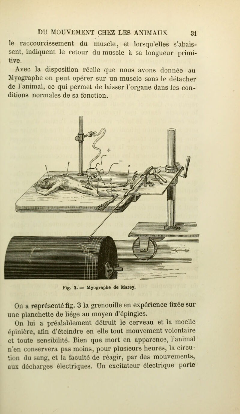 le raccourcissement du muscle, et lorsqu'elles s'abais- sent, indiquent le retour du muscle à sa longueur primi- tive. Avec la disposition réelle que nous avons donnée au Myographe on peut opérer sur un muscle sans le détacher de l'animal, ce qui permet de laisser l'organe dans les con- ditions normales de sa fonction. Fig. 3. — Myographe de Marey. On a représenté fig. 3 la grenouille en expérience fixée sur une planchette de liège au moyen d'épingles. On lui a préalablement détruit le cerveau et la moelle épinière, afin d'éteindre en elle tout mouvement volontaire et toute sensibilité. Bien que mort en apparence, l'animal n'en conservera pas moins, pour plusieurs heures, la circu- tion du sang, et la faculté de réagir, par des mouvements, aux décharges électriques. Un excitateur électrique porte