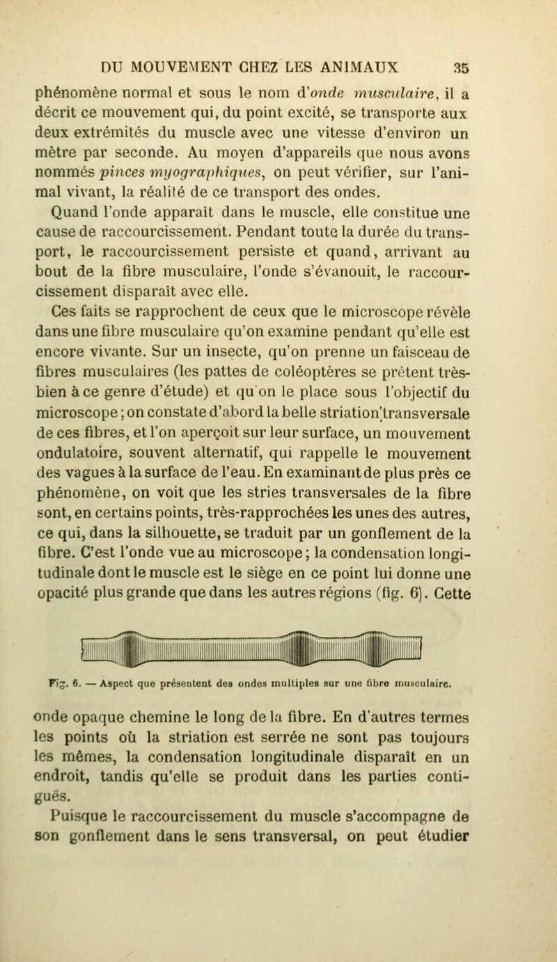 phénomène normal et sous le nom d'onde musculaire, il a décrit ce mouvement qui, du point excité, se transporte aux deux extrémités du muscle avec une vitesse d'environ un mètre par seconde. Au moyen d'appareils que nous avons nommés pinces myographiques, on peut vérifier, sur l'ani- mal vivant, la réalité de ce transport des ondes. Quand l'onde apparaît dans le muscle, elle constitue une cause de raccourcissement. Pendant toute la durée du trans- port, le raccourcissement persiste et quand, arrivant au bout de la fibre musculaire, l'onde s'évanouit, le raccour- cissement disparaît avec elle. Ces faits se rapprochent de ceux que le microscope révèle dans une fibre musculaire qu'on examine pendant qu'elle est encore vivante. Sur un insecte, qu'on prenne un faisceau de fibres musculaires (les pattes de coléoptères se prêtent très- bien à ce genre d'étude) et qu on le place sous l'objectif du microscope ; on constate d'abord la belle striation transversale de ces fibres, et l'on aperçoit sur leur surface, un mouvement ondulatoire, souvent alternatif, qui rappelle le mouvement des vagues à la surface de l'eau. En examinant de plus près ce phénomène, on voit que les stries transversales de la fibre sont, en certains points, très-rapprochées les unes des autres, ce qui, dans la silhouette, se traduit par un gonflement de la fibre. C'est l'onde vue au microscope; la condensation longi- tudinale dont le muscle est le siège en ce point lui donne une opacité plus grande que dans les autres régions (fig. 6). Cette Fîg. 6. — Aspect que présentent des ondes multiples sur une fibre musculaire. onde opaque chemine le long de la fibre. En d'autres termes les points où la striation est serrée ne sont pas toujours les mêmes, la condensation longitudinale disparaît en un endroit, tandis qu'elle se produit dans les parties conti- guës. Puisque le raccourcissement du muscle s'accompagne de son gonflement dans le sens transversal, on peut étudier