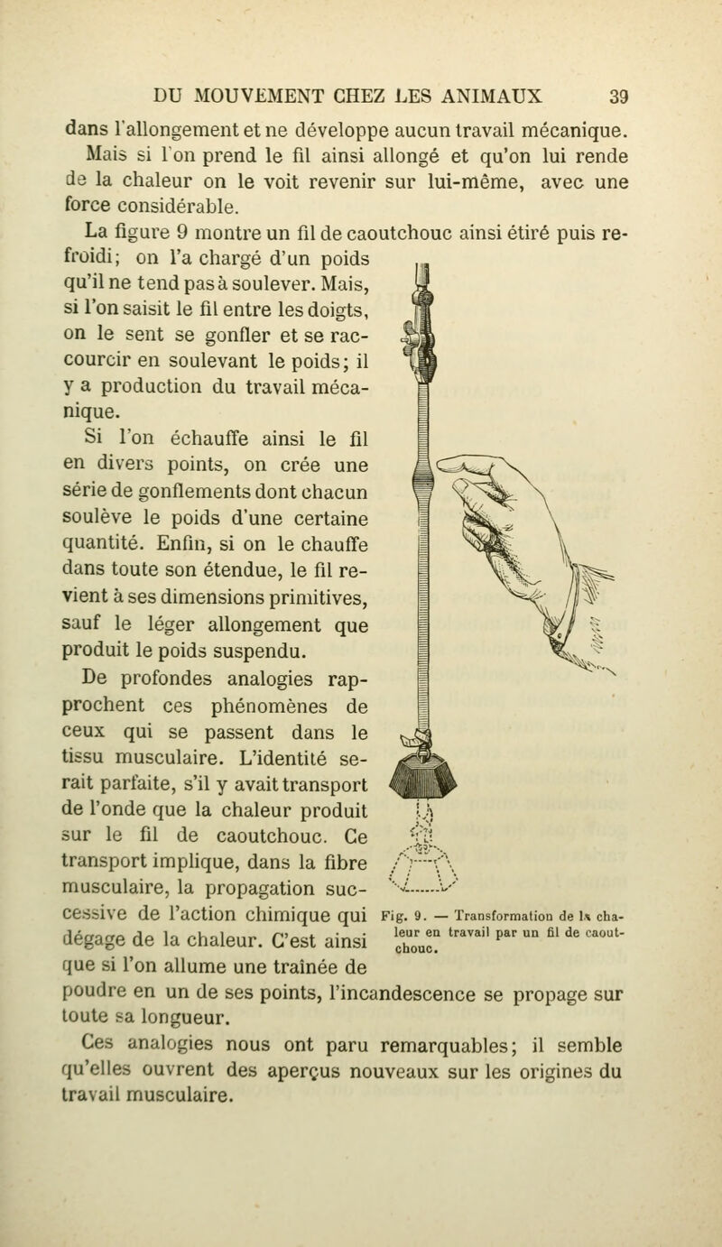 dans rallongement et ne développe aucun travail mécanique. Mais si Ion prend le fil ainsi allongé et qu'on lui rende de la chaleur on le voit revenir sur lui-même, avec une force considérable. La figure 9 montre un fil de caoutchouc ainsi étiré puis re- froidi; on l'a chargé d'un poids qu'il ne tend pas à soulever. Mais, si l'on saisit le fil entre les doigts, on le sent se gonfler et se rac- courcir en soulevant le poids; il y a production du travail méca- nique. Si l'on échauffe ainsi le fil en divers points, on crée une série de gonflements dont chacun soulève le poids d'une certaine quantité. Enfin, si on le chauffe dans toute son étendue, le fil re- vient à ses dimensions primitives, sauf le léger allongement que produit le poids suspendu. De profondes analogies rap- prochent ces phénomènes de ceux qui se passent dans le tissu musculaire. L'identité se- rait parfaite, s'il y avait transport de l'onde que la chaleur produit sur le fil de caoutchouc. Ce transport implique, dans la fibre musculaire, la propagation suc- cessive de l'action chimique qui dégage de la chaleur. C'est ainsi que si l'on allume une traînée de poudre en un de ses points, l'incandescence se propage sur toute sa longueur. Ces analogies nous ont paru remarquables; il semble qu'elles ouvrent des aperçus nouveaux sur les origines du travail musculaire. Fi g. 9. — Transformation de \\ cha- leur en travail par un fil de caout- chouc.