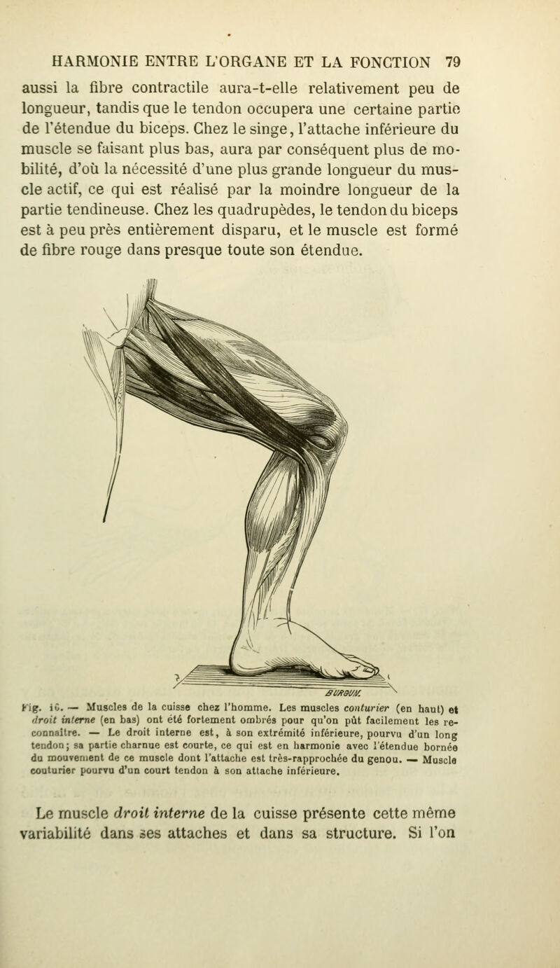 aussi la fibre contractile aura-t-elle relativement peu de longueur, tandis que le tendon occupera une certaine partie de l'étendue du biceps. Chez le singe, l'attache inférieure du muscle se faisant plus bas, aura par conséquent plus de mo- biUté, d'où la nécessité d'une plus grande longueur du mus- cle actif, ce qui est réalisé par la moindre longueur de la partie tendineuse. Chez les quadrupèdes, le tendon du biceps est à peu près entièrement disparu, et le muscle est formé de fibre rouge dans presque toute son étendue. Kig. iC. — Muscles de la cuisse chez l'homme. Les muscles couturier (en haut) et droit interne (en bas) ont été fortement ombi'és pour qu'on pût facilement les re- connaître. — Le droit interne est, à son extrémité inférieure, pourvu d'un long tendon; sa partie charnue est courte, ce qui est en harmonie avec l'étendue bornée du mouvenient de ce muscle dont l'attache est très-rapprochée du genou. ^ Muscle couturier pourvu d'un court tendon à son attache inférieure. Le muscle droit interne de la cuisse présente cette même variabilité dans ses attaches et dans sa structure. Si l'on