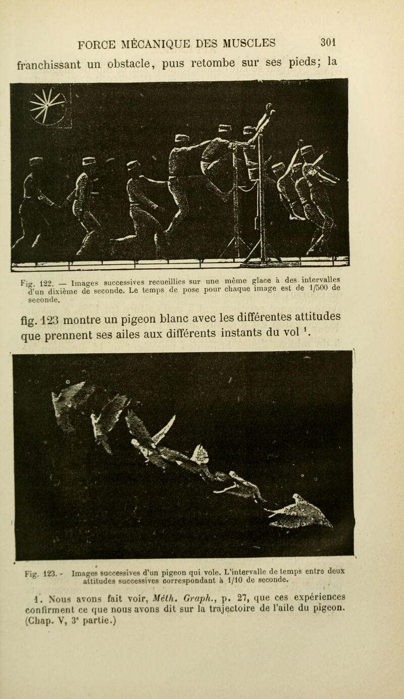 franchissant un obstacle, puis retombe sur ses pieds; la Fjo- 199 _ Images successives recueillies sur une même glace à des intervalles d'un dixième de seconde. Le temps de pose pour chaque image est de l/oOO de seconde. fig. 123 montre un pigeon blanc avec les différentes attitudes que prennent ses ailes aux différents instants du vol '. Fig. 123. - Images successives d'un pigeon qui vole. L'intervalle de temps entre doux altitudes successives correspondant à 1/10 de seconde. i. Nous avons fait voir, Méth. Graph., p. 27, que ces expériences confirment ce que nous avons dit sur la trajectoire de l'aile du pigeon. (Chap. V, r partie.)