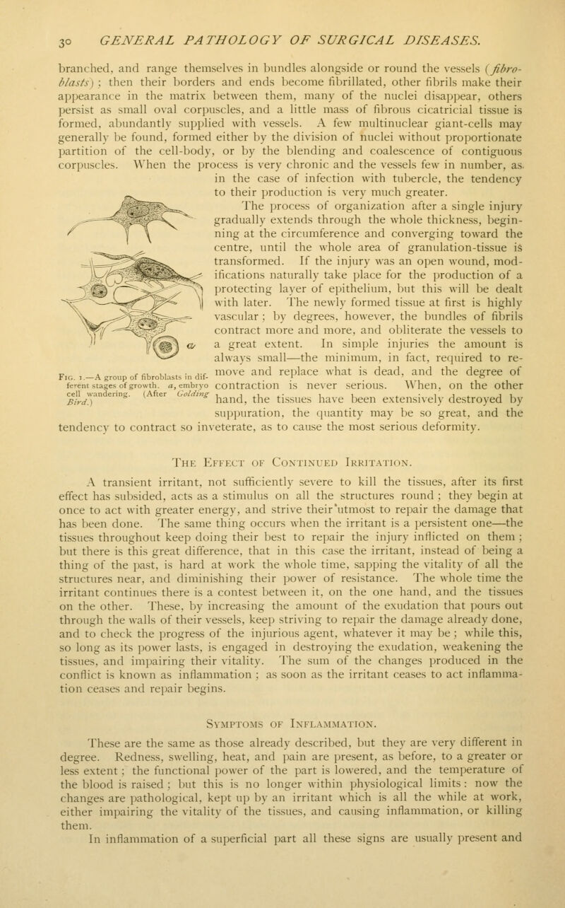 3° branched, and range themselves in bundles alongside or round the vessels {fibro- blasts) ; then their borders and ends become fibrillated, other fibrils make their appearance in the matrix between them, many of the nuclei disajjpear, others persist as small oval corpuscles, and a little mass of fibrous cicatricial tissue is formed, abundantly supplied with vessels. A few multinuclear giant-cells may generally be found, formed either by the division of nuclei without proportionate partition of the cell-body, or by the blending and coalescence of contiguous corpuscles. When the process is very chronic and the vessels few in number, as. in the case of infection with tubercle, the tendency to their production is very much greater. The process of organization after a single injury gradually extends through the whole thickness, begin- ning at the circumference and converging toward the centre, until the whole area of granulation-tissue is transformed. If the injury was an open wound, mod- ifications naturally take place for the production of a protecting layer of epithelium, but this will be dealt with later. The newly formed tissue at first is highly vascular ; by degrees, however, the bundles of fibrils contract more and more, and obliterate the vessels to a great extent. In simple injuries the amount is always small—the minimum, in fact, required to re- p , r cu ui . ■ jf move and replace what is dead, and the degree of Fig. 1.—A group of fibroblasts in dil- \ _ ' o ferent stages of growth, a, embryo contraction is never serious. When, on the other ing ^^^^^^ ^j^g tissues have been extensively destroyed by suppuration, the quantity may be so great, and the tendency to contract so inveterate, as to cause the most serious deformity. cell wandering. Bird.) Thk Effect of Continued Irritation. A transient irritant, not sufficiently severe to kill the tissues, after its first effect has subsided, acts as a stimulus on all the structures round ; they begin at once to act with greater energy, and strive their'utmost to repair the damage that has been done. The same thing occurs when the irritant is a persistent one—the tissues throughout keep doing their best to repair the injury inflicted on them ; but there is this great difference, that in this case the irritant, instead of being a thing of the past, is hard at work the whole time, sapping the vitality of all the structures near, and diminishing their power of resistance. The whole time the irritant continues there is a contest between it, on the one hand, and the tissues on the other. These, by increasing the amount of the exudation that pours out through the walls of their vessels, keep striving to repair the damage already done, and to check the progress of the injurious agent, whatever it may be; while this, so long as its power lasts, is engaged in destroying the exudation, weakening the tissues, and impairing their vitality. The sum of the changes produced in the conflict is known as inflammation ; as soon as the irritant ceases to act inflamma- tion ceases and repair begins. Symptoms of Inflammation. These are the same as those already described, but they are very different in degree. Redness, swelling, heat, and pain are present, as before, to a greater or less extent; the functional power of the part is lowered, and the temperature of the blood is raised ; but this is no longer Avithin physiological limits : now the changes are pathological, kept up by an irritant which is all the while at work, either impairing the vitality of the tissues, and causing inflammation, or killing them. In inflammation of a superficial part all these signs are usually present and