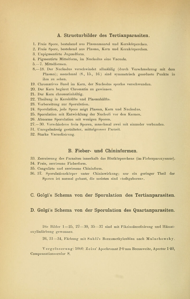 A. Structurbilder des Tertianparasiten. 1. Freie Spore, bestehend aus Plasmamantel und Kernkörperchen. 2. Freie Spore, bestehend aus Plasma, Kern und Kernkörperchen. 3. Unpigmentirte Jugendforin. 4. Pigmentirte Mittelform, im Nucleolus eine Vacuole. 5.—7. Mittelformen. 8.—18. Der Nucleolus verschwindet allmählig (durch Verschmelzung mit dem Plasma); manchmal (8., 15., 16.) sind symmetrisch geordnete Punkte in ihm zu sehen. 19. Chromatives Band im Kern, der Nucleolus spurlos verschwunden. 20. Der Kern beginnt Chromatin zu gewinnen. 21. Der Kern chromatinhältig. 22. Theilung in Kernhälfte und Plasmahälfte. 23. Vorbereitung zur Sporulation. 24. Sporulation, jede Spore zeigt Plasma, Kern und Nucleolus. 25. Sporulation mit Entwicklung der Nucleoli vor den Kernen. 26. Abnorme Sporulation mit wenigen Sporen. 27. — 30. Verschiedene freie Sporen, manchmal zwei mit einander verbunden. 31. Unregelmässig gestalteter, mittelgrosser Parasit. 32. Starke Vacuolisirung. B. Fieber- und Chininformen. 33. Zerreissung des Parasiten innerhalb des Blutkörperchens (im Fieberparoxysmus). 34. Freie, zerrissene Fieberform. 35. Coagulirte und zerrissene Chininfonn. 36. 37. Sporulationskörper unter Chininwirkung; nur ein geringer Theil der Sporen ist normal gebaut, die meisten sind »todtgeboren«. C. Golgi's Schema von der Sporulation des Tertianparasiten. D. Golgi's Schema von der Sporulation des Quartanparasiten. Die Bilder 1—25, 27—30, 35—37 sind mit Pikrinsäurefixirung und Hämat- oxylinfärbung gewonnen. 26, 31—34, Färbung mit Sahli's Boraxmethylenblau nach Malachowsky. Vergrösserung: 10U0. Zeiss' Apochromat 2'0 mm Brennweite, Apertur 140,