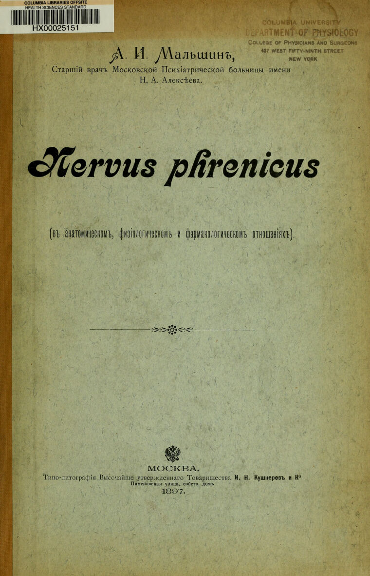 Modell des Nervus phrenicus