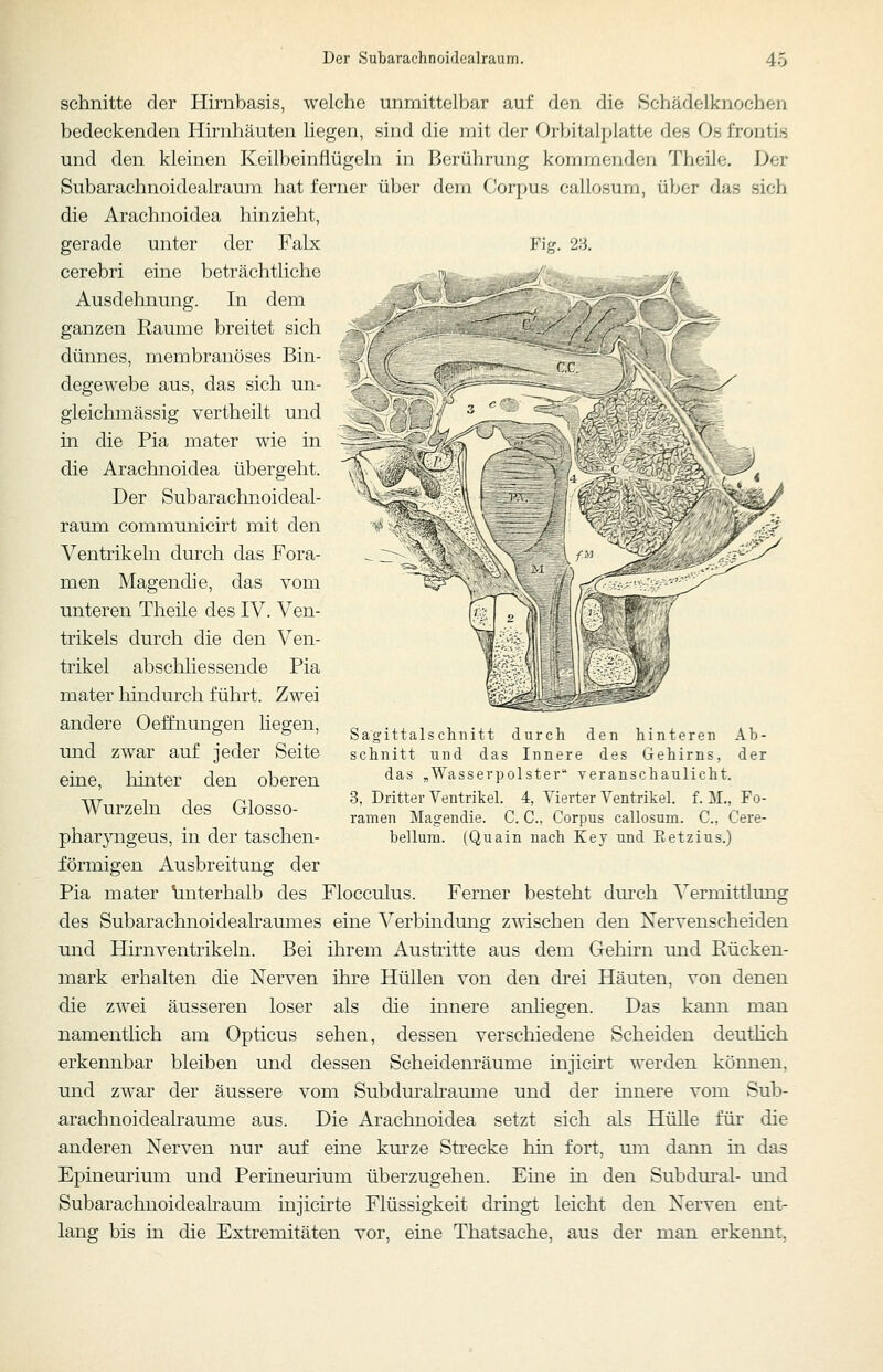 schnitte der Hirnbasis, welche unmittelbar auf den die Schädelknochen bedeckenden Hirnhäuten liegen, sind die mit der Orbitalplatte des Os frontis und den kleinen Keilbeinflügeln in Berührung kommenden Theile. Der Subarachnoidealraurn hat ferner über dem (Jorpus callosum, über das sich die Arachnoidea hinzieht, gerade unter der Falx Fig. 28, cerebri eine beträchtliche Ausdehnung. In dem ganzen Räume breitet sich dünnes, membranöses Bin- degewebe aus, das sich un- gleichmässig vertheilt und in die Pia mater wie in die Arachnoidea übergeht. Der Subarachnoideal- raum communicirt mit den Ventrikeln durch das Fora- men Magendie, das vom unteren Theile des IV. Ven- trikels durch die den Ven- trikel abschliessende Pia mater hindurch führt. Zwei andere Oeffnungen liegen, und zwar auf jeder Seite eine, hinter den oberen Wurzeln des Glosso- pharjmgeus, in der taschen- förmigen Ausbreitung der Pia mater unterhalb des Flocculus. Ferner besteht durch Vermittlung des Subarachnoidealraumes eine Verbindung zwischen den Nervenscheiden und Hhnventrikeln. Bei ihrem Austritte aus dem Gehirn und Rücken- mark erhalten die Nerven ihre Hüllen von den drei Häuten, von denen die zwei äusseren loser als die innere anliegen. Das kann man namentlich am Opticus sehen, dessen verschiedene Scheiden deuthch erkennbar bleiben und dessen Scheidenräume injicirt werden können, und zwar der äussere vom Subdui*ahaume und der innere vom Sub- arachnoideahaume aus. Die Arachnoidea setzt sich als Hülle für die anderen Nerven nur auf eine km'ze Strecke hin fort, um dann in das Epineurium und Perinemium überzugehen. Eine in den Subdural- und Subarachnoideahaum injichte Flüssigkeit dringt leicht den Nerven ent- lang bis in die Extremitäten vor, eine Thatsache, aus der man erkennt, Sagittalschnitt durch den hinteren Ab- schnitt und das Innere des Gehirns, der das „Wasserpolster veranschaulicht. 3, Dritter Ventrikel. 4, Vierter Ventrikel, f. M., Fo- ramen Magendie. C. C Corpus callosum. C, Cere- bellum. (Quain nach Key und Eetzius.)