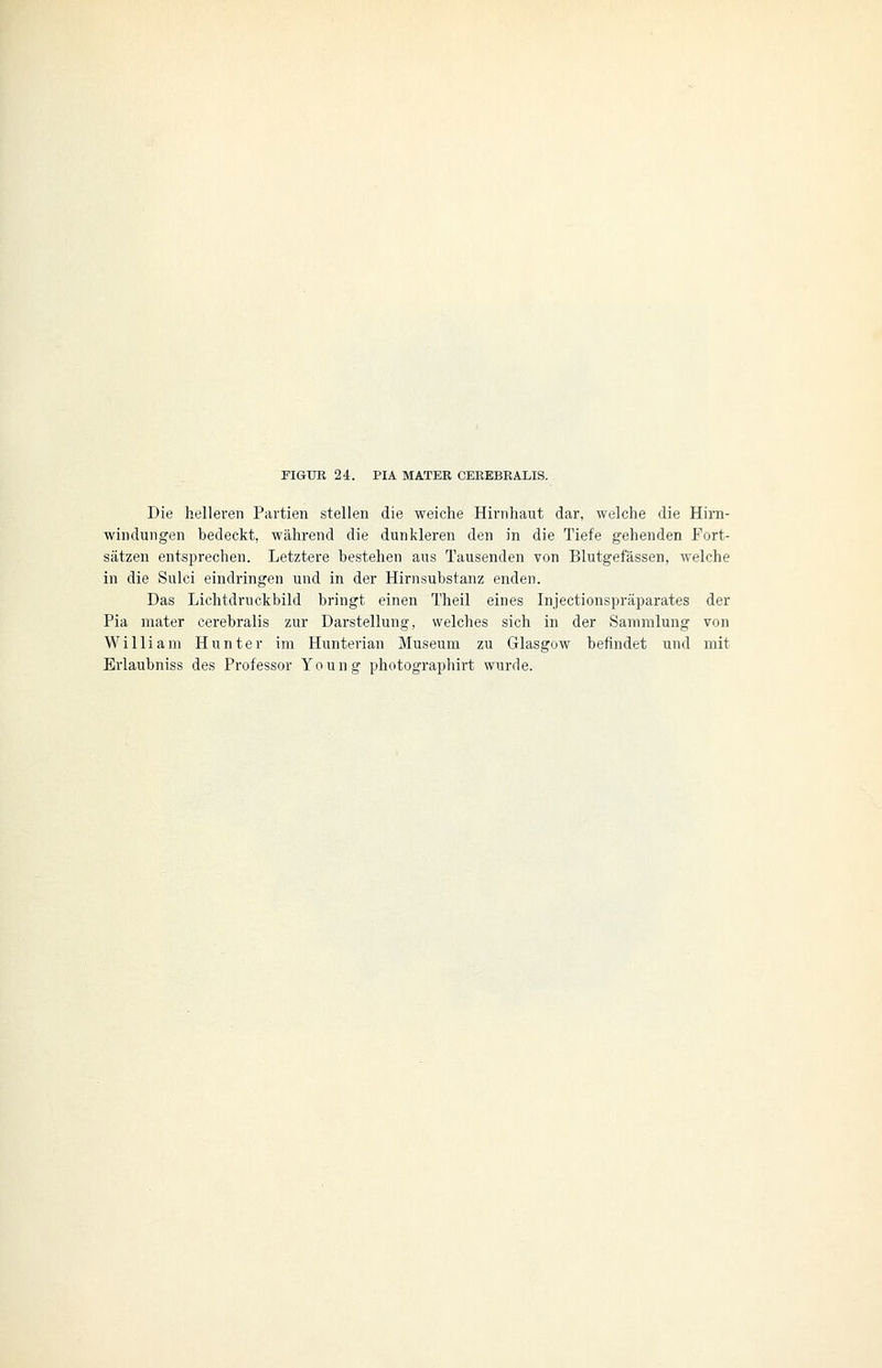 FIGUR 24. PIA MATER CEREBRALIS. Die helleren Partien stellen die weiche Hirnhaut dar, welche die Hirn- windungen bedeckt, während die dunkleren den in die Tiefe gehenden Fort- sätzen entsprechen. Letztere bestehen aus Tausenden von Blutgefässen, welche in die Sulci eindringen und in der Hirnsubstanz enden. Das Lichtdruckbild bringt einen Theil eines Injectionspräparates der Pia mater cerebralis zur Darstellung, welches sich in der Sammlung von William Hunter im Hunterian Museum zu Glasgow befindet und mit Erlaubniss des Professor Young photographirt wurde.