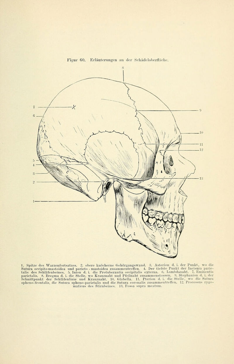 Figur 60. Erläulcningcn iiu der ScliiUlclijlx-r/tiiflK 1. Spitze des Warzenfortsatzes. 2. obere knöcherne Geliörgangswand. 3. Asterion d. i. der Punkt, wo die Sutura oecipito-mastoidea und parieto - niastoidea zusammentreffen. 4. Der tiefste Punkt der Incisura parie- talis des Seliläfenbeines. 5. Inion d. i. die Protuberantia occipitalis externa. C. Lambdanaht. 7. Emineutia parietalis. 8. Bregma d. i. die Stelle, wo Ki-anzualit und Pfeilnaht zusammeustossen. 9. Stephanion d. i. der Schnittpunkt der Schläfenlinie und Kranznaht. 10. Gl.abella. 11. Pterion d. i. die Stelle, wo die Sutura spheno-frontalis, die Sntnra spbeno-parietalis und die Sutura coronalis zusammentreffen. 12. Processus zygo- maticus des Stirnbeines, i:^. Fossa siipra nie.atum.