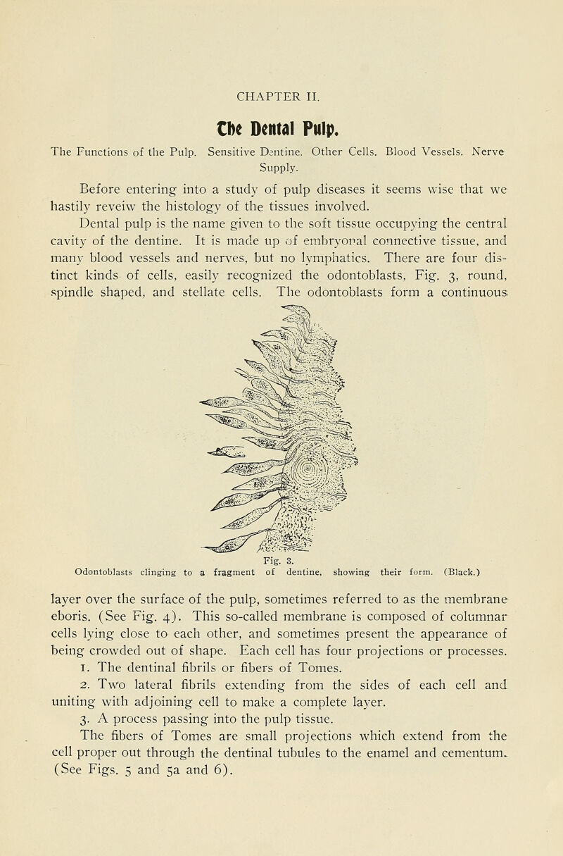 Cbe Dentdl Pulp. The Functions of the Pulp. Sensitive Dantine. Other Cells. Blood Vessels. Nerve Supply. Before entering into a study of pulp diseases it seems wise that we hastily reveiw the histology of the tissues involved. Dental pulp is the name given to the soft tissue occupying the central cavity of the dentine. It is made up of embryonal connective tissue, and many blood vessels and nerves, but no lymphatics. There are four dis- tinct kinds of cells, easily recognized the odontoblasts. Fig. 3, round, spindle shaped, and stellate cells. The odontoblasts form a continuous. Fig. 3. Odontoblasts clinging to a fragment of dentine, showing their form. (Black.) layer over the surface of the pulp, sometimes referred to as the membrane eboris. (See Fig. 4). This so-called membrane is composed of columnar cells lying close to each other, and sometimes present the appearance of being crowded out of shape. Each cell has four projections or processes. 1. The dentinal fibrils or fibers of Tomes. 2. Tw'o lateral fibrils extending from the sides of each cell and uniting with adjoining cell to make a complete layer. 3. A process passing into the pulp tissue. The fibers of Tomes are small projections which extend from the cell proper out through the dentinal tubules to the enamel and cementum^