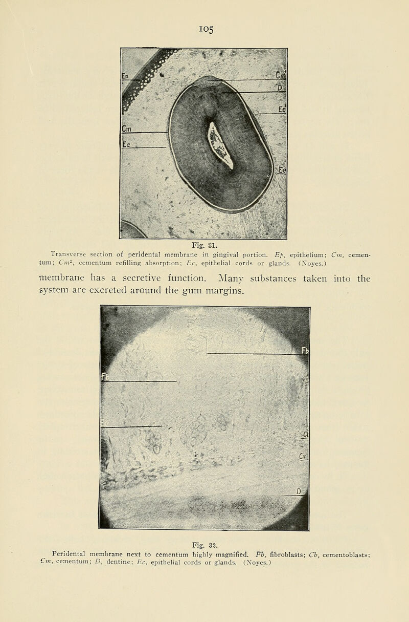 Fig. 31. Transverse section of peridental membrane in gingival portion. Ep, epithelium; Cm, cemen- tum; C)u-, cementum refilling absorption; Ec, epithelial cords or glands. (Noyes.) membrane has a secretive function. Many substances taken into the system are excreted around the gum margins. Fig. 32. Peridental membrane ne-xt to cementum highly magnified. Fb, fibroblasts; Cb, cementoblasts; 7ot, cementum; D, dentine; Ec, epithelial cords or glands. (Xoyes.)