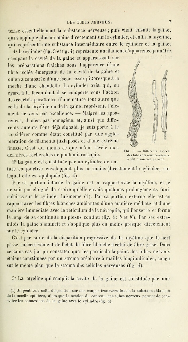 térise essentiellement la substance nerveuse; puis vient ensuite la gaine, qui s'applique plus ou moins directement sur le cylinder, et enfin la myéline, qui représente une substance intermédiaire entre le cylinder et la gaine. 1° Le cylinder (fig. 3 et fig. -4) représente un filament d'apparence jaunâtre occupant la cavité de la gaine et apparaissant sur les préparations fraîches sous l'apparence d'une fibre isolée émergeant de la cavité de la gaine et qu'on a comparée d'une façon assez pittoresque à la mèche d'une chandelle. Le cylinder axis, qui, eu égard à la façon dont il se comporte sous l'action des réactifs, paraît être d'une nature tout autre que celle de la myéline ou de la gaine, représente l'élé- ment nerveux par excellence. — Malgré les appa- rences, il n'est pas homogène, et, ainsi que diffé- rents auteurs l'ont déjà signalé, je suis porté h le considérer comme étant constitué par une agglo- mération de filaments juxtaposés et d'une extrême finesse. C'est du moins ce que m'ont révélé mes dernières recherches de photomicroscopie. 2° La gaine est constituée par un cylindre de na- ture conjonctive enveloppant plus ou moins [directement le cylinder, sur lequel elle est appliquée (fig. 4). Par sa portion interne la gaine est en rapport avec la myéline, et je ne suis pas éloigné de croire qu'elle envoie quelques prolongements funi- culaires sur le cylinder lui-même (1). Par sa portion externe elle est en rapport avec les fibres blanches ambiantes d'une manière médiate, et d'une manière immédiate avec le réticulum de la névroglie, qui l'enserre et forme le long de sa continuité un plexus continu (fig. 4 : b et b'). Par ses extré- mités la gaine s'amincit et s'applique plus ou moins presque directement sur le cylinder. C'est par suite de la disparition progressive de la myéline que le nerf passe successivement de l'état de fibre blanche à celui de fibre grise. Dans certains cas j'ai pu constater que les parois de la gaine des tubes nerveux étaient constituées par un stroma aréolaire à mailles longitudinales, conçu sur le même plan que le stroma des cellules nerveuses (fig. 4). Fig. 3. — Différents aspects des tubes nerveux cérébraux, à 320 diamètres environ. 3° La myéline qui remplit la cavité de la gaine est constituée par une (1) On peut voir cette disposition sur des coupes transversales de la substance blanche de la moelle épinière, alors que la section du contenu des tubes nerveux permet de con- stater les connexions de la gaine avec le cylindre (%. 4).