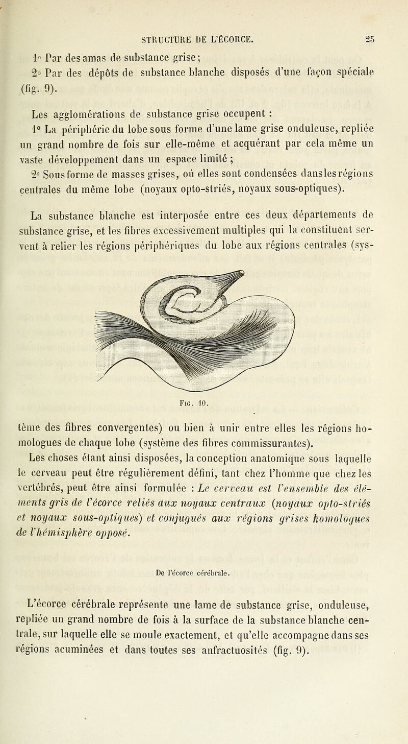 1° Par des amas de substance grise; 2° Par des dépôts de substance blanche disposés d'une façon spéciale, (fig. 9). Les agglomérations de substance grise occupent : 1° La périphérie du lobe sous forme d'une lame grise onduleuse, repliée un grand nombre de fois sur elle-même et acquérant par cela même un vaste développement dans un espace, limité ; 2° Sous forme de masses grises, où elles sont condensées dans les régions centrales du même lobe (noyaux opto-striés, noyaux sous-optiques). La substance blanche est interposée entre ces deux départements de substance grise, et les fibres excessivement multiples qui la constituent ser- vent à relier les régions périphériques du lobe aux régions centrales (sys- Frc. 10. tème des fibres convergentes) ou bien à unir entre elles les régions ho- mologues de chaque lobe (système des fibres commissurantes). Les choses étant ainsi disposées, la conception anatomique sous laquelle le cerveau peut être régulièrement défini, tant chez l'homme que chez les vertébrés, peut être ainsi formulée : Le cerveau est Vensemble des élé- ments gris de Vécorce reliés aux noyaux centraux (noyaux opto-striés et noyaux sous-optiques) et conjugués aux régions grises homologues de l'hémisphère opposé. De l'écorce cérébrale. L'écorce cérébrale représente une lame de substance grise, onduleuse, repliée un grand nombre de fois à la surface de la substance blanche cen- trale, sur laquelle elle se moule exactement, et qu'elle accompagne dans ses régions acuminées et dans toutes ses anfractuosités (fig. 9).