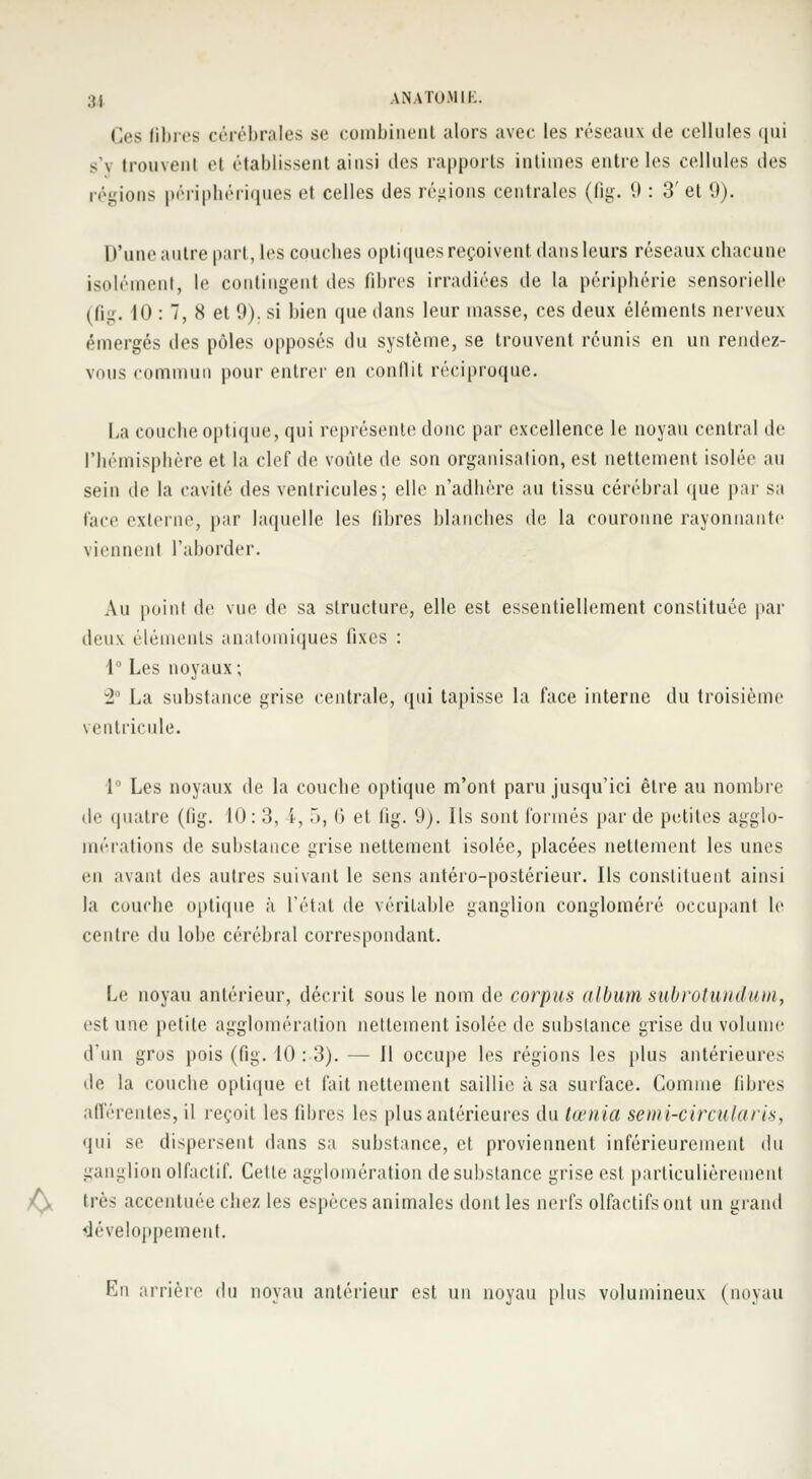 ;î| ANATO.MIi:. Ces fibres cérébrales se combinent alors avec les réseaux de cellules qui s'y trouvenl el établissent ainsi des rapports intimes entre les cellules des régions périphériques et celles des régions centrales (fig. 9 : 3' et 9). D'une;! utre part, les couches optiques reçoivent, dans leurs réseaux chacune isolément, le contingent des fibres irradiées de la périphérie sensorielle (fig. 10 : 7, 8 et 9). si bien que dans leur masse, ces deux éléments nerveux émergés des pôles opposés du système, se trouvent réunis en un rendez- vous commun pour entrer en conflit réciproque. La couche optique, qui représente donc par excellence le noyau central de l'hémisphère et la clef de voûte de son organisation, est nettement isolée au sein de la cavité des ventricules; elle n'adhère au tissu cérébral que par sa lace externe, par laquelle les filtres blanches de la couronne rayonnante viennent l'aborder. Au point de vue de sa structure, elle est essentiellement constituée par deux éléments anatoraiques fixes : 1° Les noyaux; 2° La substance grise centrale, qui tapisse la face interne du troisième ventricule. 1° Les noyaux de la couche optique m'ont paru jusqu'ici être au nombre de quatre (fig. 10: 3, i, 5, <*> et fig. 9). Ils sont formés par de petites agglo- mérations de substance grise nettement isolée, placées nettement les unes en avant des autres suivant le sens antéro-postérieur. Ils constituent ainsi la couche optique à l'état de véritable ganglion congloméré occupant le centre du lobe cérébral correspondant. Le noyau antérieur, décrit sous le nom de corpus album subrotundum, est une petite agglomération nettement isolée de substance grise du volume d'un gros pois (fig. 10 : 3). — Il occupe les régions les plus antérieures de la couche optique et fait nettement saillie à sa surface. Comme fibres afférentes, il reçoit les fihres les plus antérieures du tœnia semi-circularis, qui se dispersent dans sa substance, et proviennent inférieurement du ganglion olfactif. Cette agglomération de substance grise est particulièrement ^ très accentuée chez les espèces animales dont les nerfs olfactifs ont un grand développement. En arrière du noyau antérieur est un noyau plus volumineux (noyau