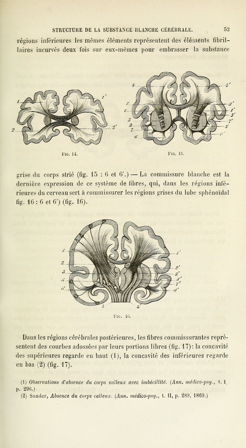 régions inférieures les mêmes éléments représentent des éléments fibril- laires incurvés deux fois sur eux-mêmes pour embrasser la substance Fig. 14. Fig. 15. grise du corps strié (fig. 15 : 6 et 6'.) — La commissure blanche est la dernière expression de ce système de fibres, qui, dans les régions infé- rieures du cerveau sert à commissurer les régions grises du lobe sphénoïdal fig. 46:6 et 6') (fig. 16). Fig. lu. Dans les régions cérébrales postérieures, les fibres commissurantes repré- sentent des courbes adossées par leurs portions libres (fig. 17): la concavité des supérieures regarde en haut (1), la concavité des inférieures regarde en bas (2) (fig. 17). (1) Observations d'absence du corps calleux avec imbécillité. (Ann. médico-psy., t. I p. 296.) (2) Sander, Absence du corps calleux. (Ann. médico-psy., t. II, p. 289, 1869.)
