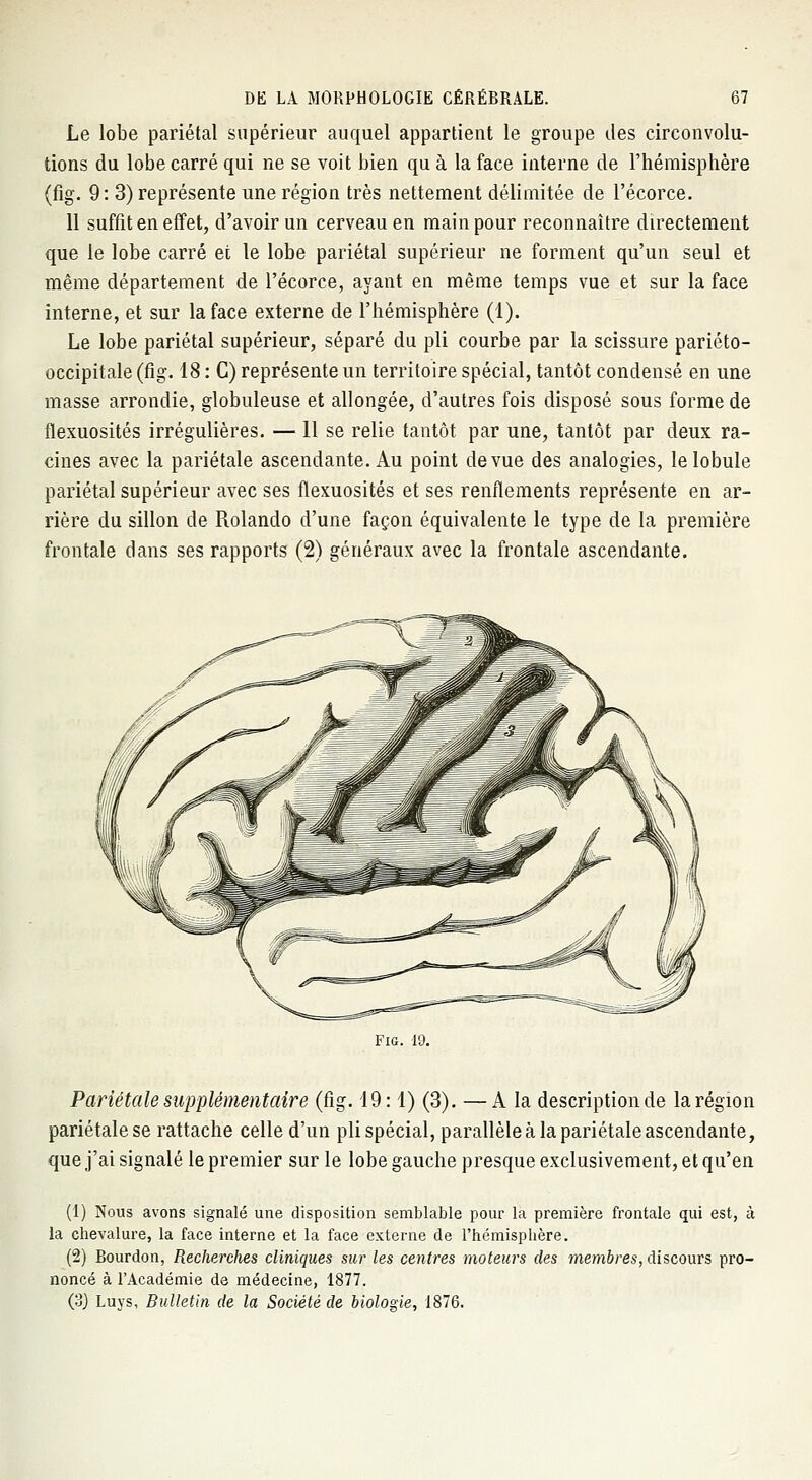 Le lobe pariétal supérieur auquel appartient le groupe des circonvolu- tions du lobe carré qui ne se voit bien qu à la face interne de l'hémisphère (fig. 9: 3) représente une région très nettement délimitée de l'écorce. 11 suffit en effet, d'avoir un cerveau en main pour reconnaître directement que le lobe carré et le lobe pariétal supérieur ne forment qu'un seul et même département de l'écorce, ayant en même temps vue et sur la face interne, et sur la face externe de l'hémisphère (1). Le lobe pariétal supérieur, séparé du pli courbe par la scissure pariéto- occipitale (fig. 18 : C) représente un territoire spécial, tantôt condensé en une masse arrondie, globuleuse et allongée, d'autres fois disposé sous forme de flexuosités irrégulières. — 11 se relie tantôt par une, tantôt par deux ra- cines avec la pariétale ascendante. Au point de vue des analogies, le lobule pariétal supérieur avec ses flexuosités et ses renflements représente en ar- rière du sillon de Rolando d'une façon équivalente le type de la première frontale dans ses rapports (2) généraux avec la frontale ascendante. Fig. 19. Pariétale supplémentaire (fig. 19:1) (3). —A la description de la région pariétale se rattache celle d'un pli spécial, parallèle à la pariétale ascendante, que j'ai signalé le premier sur le lobe gauche presque exclusivement, et qu'en (1) Nous avons signalé une disposition semblable pour la première frontale qui est, à la chevalure, la face interne et la face externe de l'hémisphère. (2) Bourdon, Recherches cliniques sur les centres moteurs des membres, discours pro- noncé à l'Académie de médecine, 1877. (3) Luys, Bulletin de la Société de biologie, 1876.