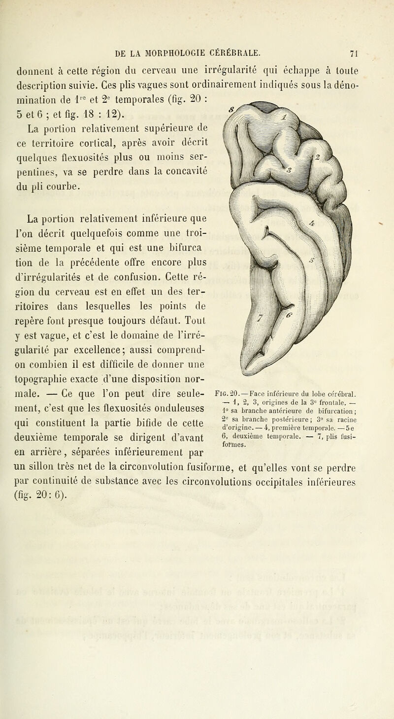 donnent à cette région du cerveau une irrégularité qui échappe à toute description suivie. Ces plis vagues sont ordinairement indiqués sous la déno- mination de lre et 2e temporales (fig. 20 : 5 et 6 ; et fig. 18 : 12). La portion relativement supérieure de ce territoire cortical, après avoir décrit quelques flexuosités plus ou moins ser- pentines, va se perdre dans la concavité du pli courbe. La portion relativement inférieure que l'on décrit quelquefois comme une troi- sième temporale et qui est une bifurca tion de la précédente offre encore plus d'irrégularités et de confusion. Cette ré- gion du cerveau est en effet un des ter- ritoires dans lesquelles les points de repère font presque toujours défaut. Tout y est vague, et c'est le domaine de l'irré- gularité par excellence; aussi comprend- on combien il est difficile de donner une topographie exacte d'une disposition nor- male. — Ce que l'on peut dire seule- ment, c'est que les flexuosités onduleuses qui constituent la partie bifide de cette deuxième temporale se dirigent d'avant en arrière, séparées inférieurement par un sillon très net de la circonvolution fusiforme, et qu'elles vont se perdre par continuité de substance avec les circonvolutions occipitales inférieures (fig. 20:6). FlG.20.—Face inférieure du lobe cérébral. — i, 2, 3, origines de la 3e frontale. — 1° sa branche antérieure de bifurcation ; 2e sa branche postérieure ; 3° sa racine d'origine. — 4, première temporale. —5 e 6, deuxième temporale. — 1, plis fusi- forrues.
