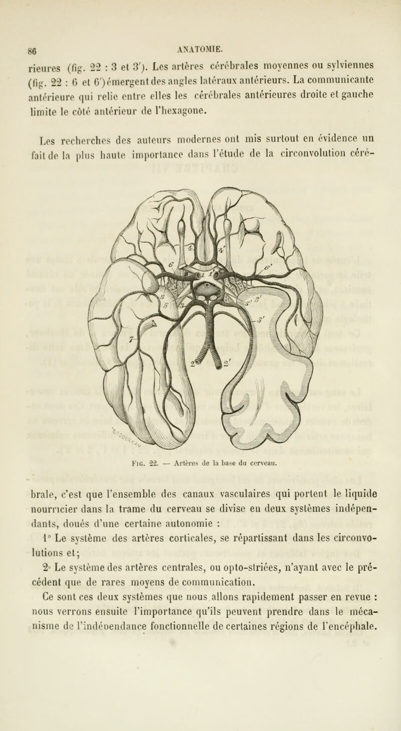 rieures (fig. 22 : 3 et 3'). Les artères cérébrales moyennes ou sylviennes (fig. 2-2 : 6 el 6*) émergent des angles latéraux antérieurs. La communicante antérieure <|iii relie entre elles les cérébrales antérieures droite et gauche limite le côté antérieur de l'hexagone. Les recherches des auteurs modernes ont mis surtout en évidence un fait de la plus haute importance dans l'étude de la circonvolution céré- FiG. -2-2. — Artère? de la base du cerveau. brale, c'est que l'ensemble des canaux vasculaires qui portent le liquide nourricier dans la trame du cerveau se divise en deux systèmes indépen- dants, doués d'une certaine autonomie : i° Le système des artères corticales, se répartissant dans les circonvo- lutions et; 2° Le système des artères centrales, ou opto-striées, n'ayant avec le pré- cédent que de rares moyens de communication. Ce sont ces deux systèmes que nous allons rapidement passer en revue : nous verrons ensuite l'importance qu'ils peuvent prendre dans le méca- nisme de l'indéoendance fonctionnelle de certaines régions de l'encéphale.