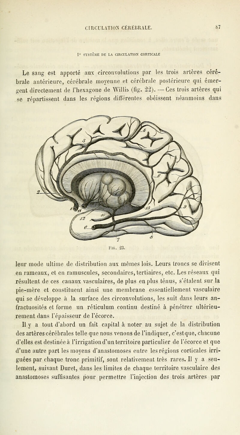 1° SYSTÈME DE LA CIRCULATION CORTICALE Le sang est apporté aux circonvolutions par les trois artères céré- brale antérieure, cérébrale moyenne et cérébrale postérieure qui émer- gent directement de l'hexagone de Willis (fig. 22). —Ces trois artères qui se répartissent dans les régions différentes obéissent néanmoins dans leur mode ultime de distribution aux mêmes lois. Leurs troncs se divisent en rameaux, et en ramuscules, secondaires, tertiaires, etc. Les réseaux qui résultent de ces canaux vasculaires, de plus en plus ténus, s'étalent sur la pie-mère et constituent ainsi une membrane essentiellement vasculaire qui se développe à la surface des circonvolutions, les suit dans leurs an- fractuosités et forme un réticulum continu destiné à pénétrer ultérieu- rement dans l'épaisseur de l'écorce. Il y a tout d'abord un fait capital à noter au sujet de la distribution des artères cérébrales telle que nous venons de l'indiquer, c'est que, chacune d'elles est destinée à l'irrigation d'un territoire particulier de l'écorce et que d'une autre part les moyens d'anastomoses entre les régions corticales irri- guées par chaque tronc primitif, sont relativement très rares. Il y a seu- lement, suivant Duret, dans les limites de chaque territoire vasculaire des anastomoses suffisantes pour permettre l'injection des trois artères par