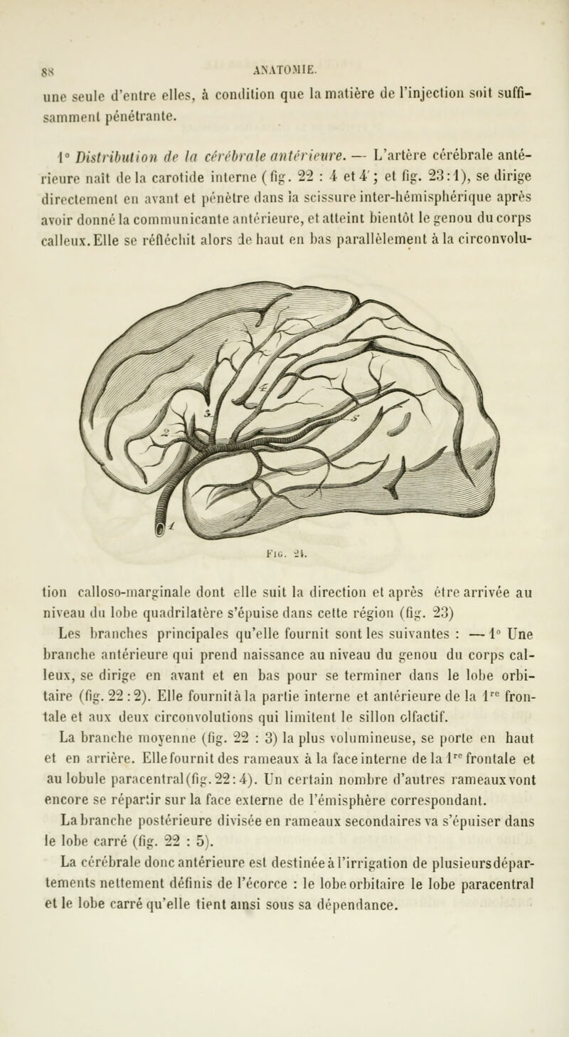 une seule d'entre elles, à condition que la matière de l'injection soit suffi- samment pénétrante. 1° Distribution de la cérébrale antérieure. — L'artère cérébrale anté- rieur.' n.iit delà carotide interne (fig. 22 : 4 et 4'; et fig. 23:1), se dirige directement en avant et pénètre dans la scissure inter-hémisphérique après avoir donné la communicante antérieure, et atteint bientôt le genou du corps calleux.Elle se réfléchit alors de haut en bas parallèlement à la circonvolu- Fic. -Jl. tion calloso-marginale dont elle suit la direction et après être arrivée au niveau du lobe quadrilatère s'épuise dans cette région (fig. 23) Les branches principales qu'elle fournit sont les suivantes : —1 Une branche antérieure qui prend naissance au niveau du genou du corps cal- leux, se dirige en avant et en bas pour se terminer dans le lobe orbi- taire (fig. 22 :2). Elle fournit à la partie interne et antérieure de la lrc fron- tale et aux deux circonvolutions qui limitent le sillon olfactif. La branche moyenne (fig. 22 : 3) la plus volumineuse, se porte en haut et en arrière. Elle fournit des rameaux à la face interne delà lrc frontale et au lobule paracentral(fig.22:4). Un certain nombre d'autres rameauxvont encore se répartir sur la face externe de l'émisphère correspondant. La branche postérieure divisée en rameaux secondaires va s'épuiser dans le lobe carré (fig. 22 : 5). La cérébrale donc antérieure est destinée à l'irrigation de plusieursdépar- tements nettement définis de l'écorce : le lobeorbitaire le lobe paracentral et le lobe carré qu'elle tient ainsi sous sa dépendance.