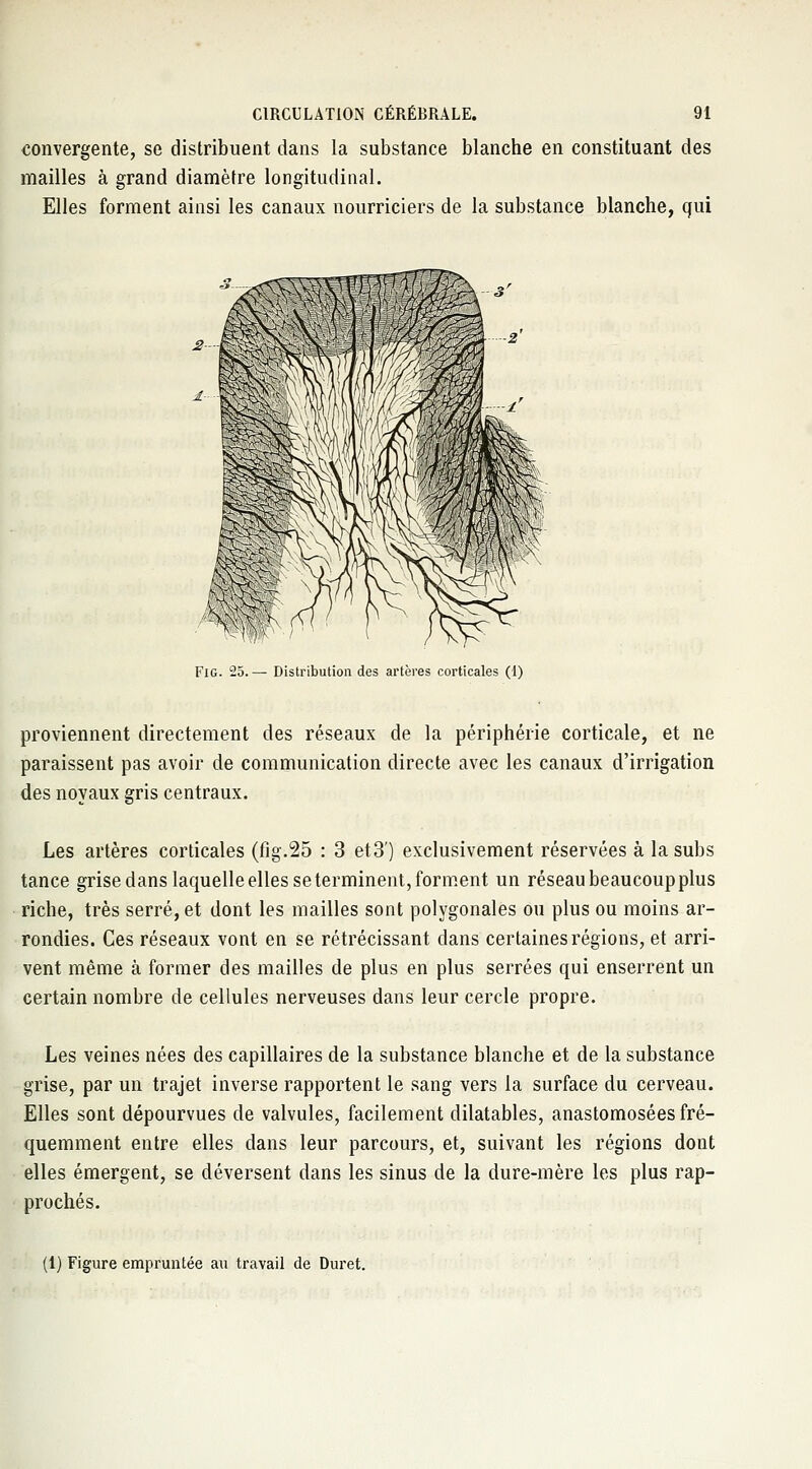 convergente, se distribuent dans la substance blanche en constituant des mailles à grand diamètre longitudinal. Elles forment ainsi les canaux nourriciers de la substance blanche, qui FlG. 25.— Distribution des artères corticales (1) proviennent directement des réseaux de la périphérie corticale, et ne paraissent pas avoir de communication directe avec les canaux d'irrigation des noyaux gris centraux. Les artères corticales (fig.25 : 3 et3') exclusivement réservées à la subs tance grise dans laquelle elles se terminent, forment un réseau beaucoup plus riche, très serré, et dont les mailles sont polygonales ou plus ou moins ar- rondies. Ces réseaux vont en se rétrécissant dans certaines régions, et arri- vent même à former des mailles de plus en plus serrées qui enserrent un certain nombre de cellules nerveuses dans leur cercle propre. Les veines nées des capillaires de la substance blanche et de la substance grise, par un trajet inverse rapportent le sang vers la surface du cerveau. Elles sont dépourvues de valvules, facilement dilatables, anastomosées fré- quemment entre elles dans leur parcours, et, suivant les régions dont elles émergent, se déversent dans les sinus de la dure-mère les plus rap- prochés. (1) Figure empruntée au travail de Duret.