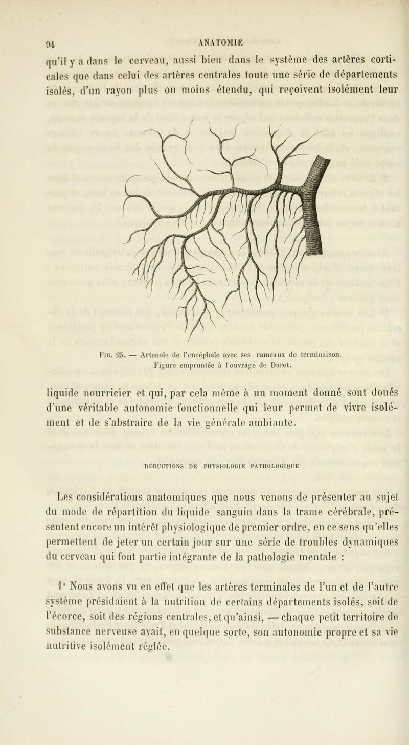 f>.i ANATOMIK qu'il y a dans le cerveau, aussi bien dans le système des artères corti- cales que dans celui des artères centrales toute une série de départements isolés, d'un rayon plus ou moins étendu, qui reçoivent isolément leur Fig. 25. — Artenole île l'encéphale avec ses rameaux de terminaison. Figure empruntée à l'ouvrage de Duret. liquide nourricier et qui, par cela même à un moment donné sont doués d'une véritable autonomie fonctionnelle qui leur permet de vivre isolé- ment et de s'abstraire de la vie générale ambiante. DEDUCTIONS DE PHYSIOLOGIE PATHOLOGIQUE Les considérations anatomiques que nous venons de présenter au sujet du mode de répartition du liquide sanguin dans la trame cérébrale, pré- sentent encore un intérêt physiologique de premier ordre, en ce sens qu'elles permettent de jeter un certain jour sur une série de troubles dynamiques du cerveau qui font partie intégrante de la pathologie mentale : 1° Nous avons vu en effet que les artères terminales de l'un et de l'autre système présidaient à la nutrition de certains départements isolés, soit de Fécorce, soit des régions centrales, et qu'ainsi, —chaque petit territoire de substance nerveuse avait, en quelque sorte, son autonomie propre et sa vie nutritive isolément réglée.