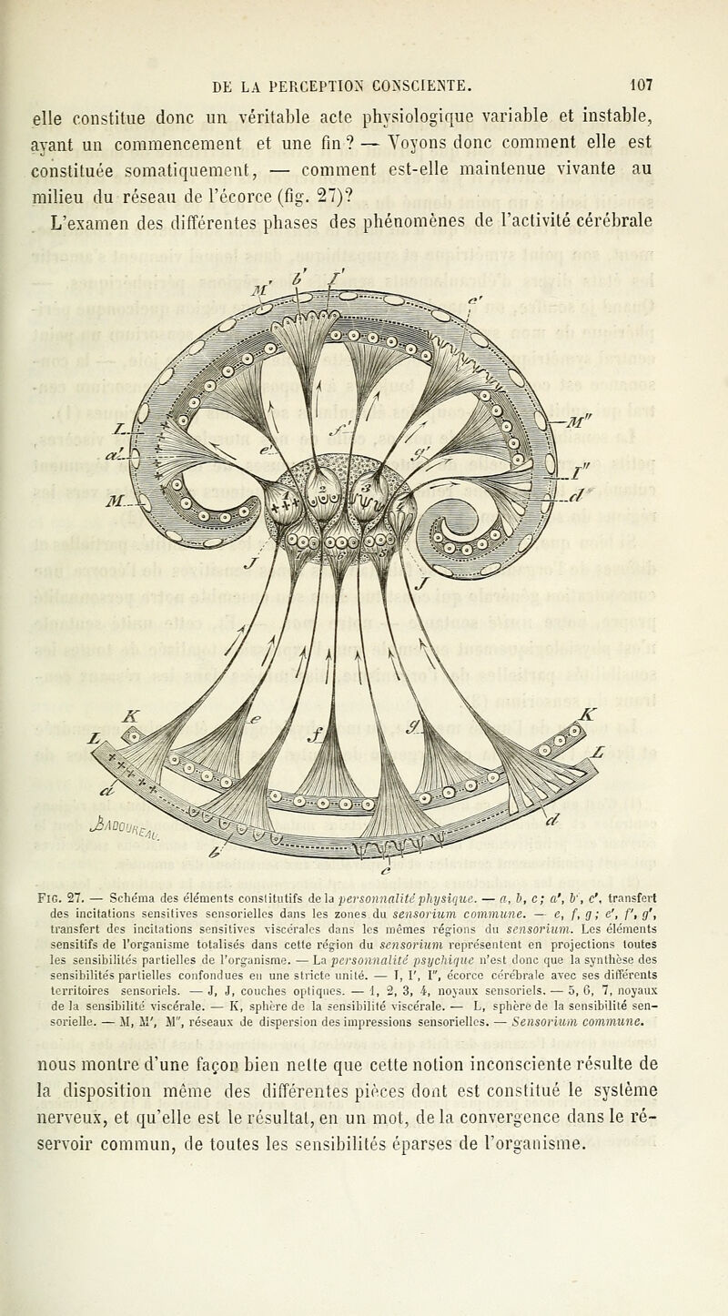 elle constitue donc un véritable acte physiologique variable et instable, ayant un commencement et une fin ? — Voyons donc comment elle est constituée somatiquement, — comment est-elle maintenue vivante au milieu du réseau de l'écorce (fig. 27)? L'examen des différentes phases des phénomènes de l'activité cérébrale Fig. 27. — Schéma des éléments constitutifs delà personnalité physique. — a, o, c; a', V, c', transfert des incitations sensitives sensorielles dans les zones du sensorium commune. — e, f, g ; e', f, g', transfert des incitations sensitives viscérales dans les mêmes régions du sensorium. Los éléments sensitifs de l'organisme totalisés dans cette région du sensorium représentent en projections toutes les sensibilités partielles de l'organisme. — La personnalité psychique n'est donc que la synthèse des sensibilités partielles confondues eu une stricte unité. — I, I', I, écorce cérébrale avec ses différents territoires sensoriels. — J, J, couches optiques. — 1, 2, 3, 4, noyaux sensoriels, — 5, 6, 7, noyaux de la sensibilité viscérale. — K, sphère de la sensibilité viscérale. — L, sphère de la sensibilité sen- sorielle. — M, Ji', M, réseaux de dispersion des impressions sensorielles. — Sensorium commune. nous montre d'une façon bien nette que cette notion inconsciente résulte de la disposition même des différentes pièces dont est constitué le système nerveux, et qu'elle est le résultai, en un mot, de la convergence dans le ré- servoir commun, de toutes les sensibilités éparses de l'organisme.