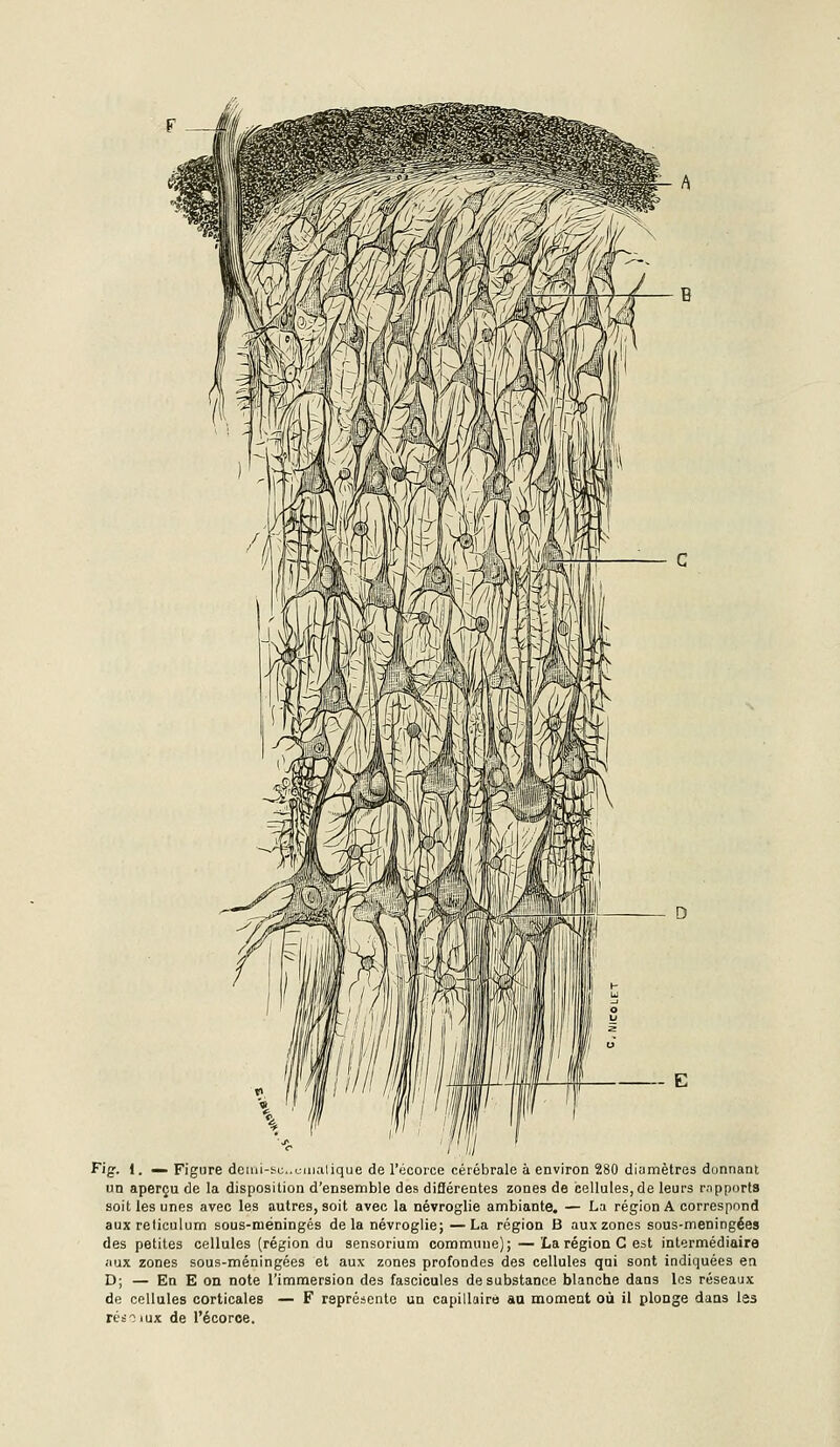 Fig. 1. _i Figure demi-su..cmalique de l'ijcorce cérébrale à environ 280 diumètres donnant un aperçu de la disposition d'ensemble des diflérentes zones de cellules,de leurs rapports soit les unes avec les autres, soit avec la névroglie ambiante. — La région A correspond auxreliculum sous-méningés de la névroglie;—La région B aux zones sous-meningées des petites cellules (région du sensorium commune); —La région G est intermédiaire aux zones sous-méningées et aux zones profondes des cellules qui sont indiquées en D; — En E on note l'immersion des fascicules de substance blanche dans les réseaux de cellules corticales — F représente un capillaira au moment où il plonge dans les résoiux de l'écoroe.