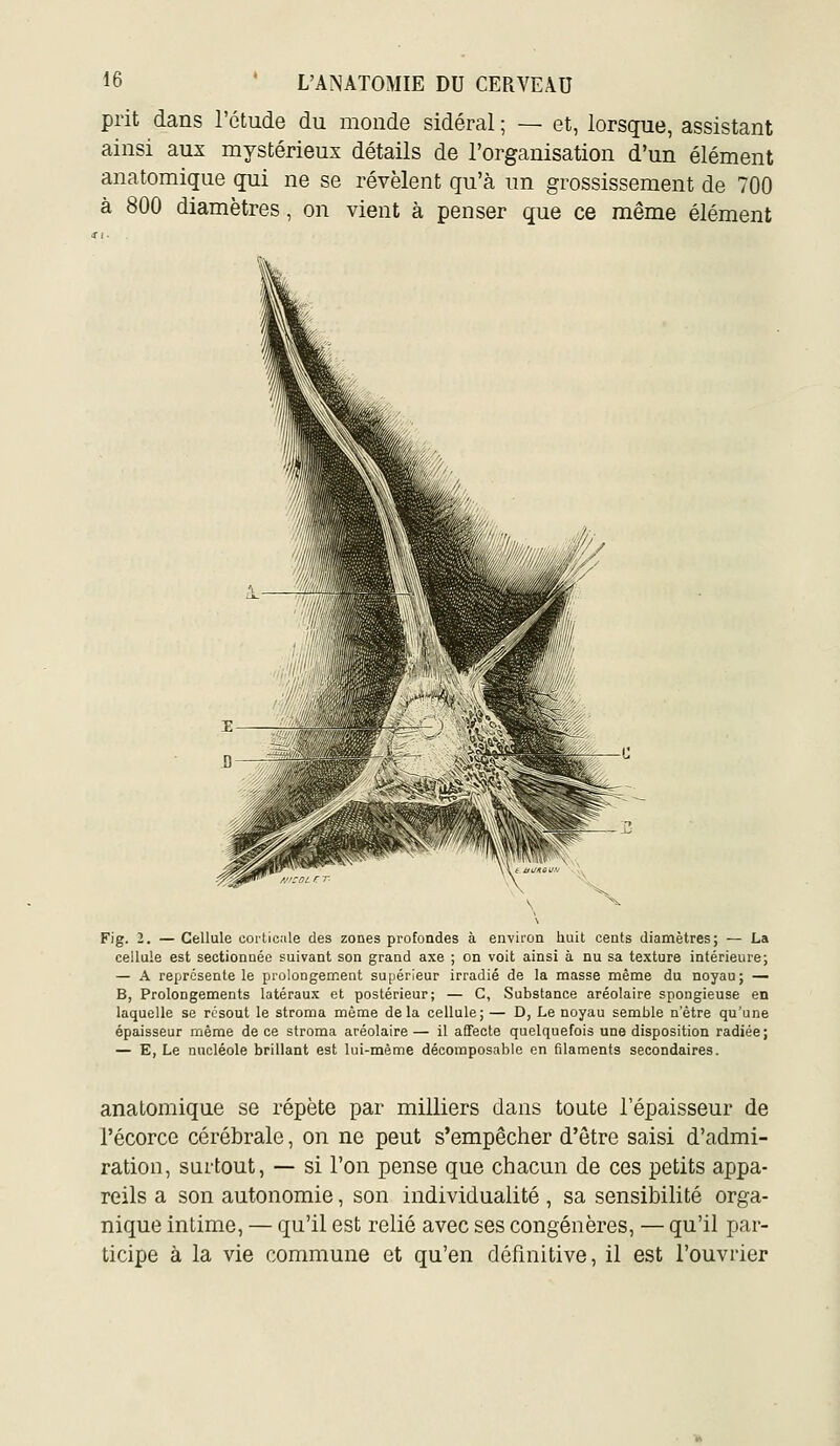 prit dans l'étude du monde sidéral ; — et, lorsque, assistant ainsi aux mystérieux détails de l'organisation d'un élément anatomique qui ne se révèlent qu'à un grossissement de 700 à 800 diamètres, on vient à penser que ce même élément Fig. 2. — Cellule cortic.ile des zones profondes à environ huit cents diamètres; — La cellule est sectionnée suivant son grand axe ; on voit ainsi à nu sa texture intérieure; — A représente le prolongement supérieur irradié de la masse même du noyau; — B, Prolongements latéraux et postérieur; — C, Substance aréolaire spongieuse en laquelle se résout le stroma même delà cellule; — D, Le noyau semble n'être qu'une épaisseur même de ce stroma aréolaire— il affecte quelquefois une disposition radiée; — E, Le nucléole brillant est lui-même décoraposablo en filaments secondaires. anatomique se répète par milliers dans toute l'épaisseur de l'écorce cérébrale, on ne peut s'empêcher d'être saisi d'admi- ration, surtout, — si l'on pense que chacun de ces petits appa- reils a son autonomie, son individualité , sa sensibilité orga- nique intime, — qu'il est relié avec ses congénères, — qu'il par- ticipe à la vie commune et qu'en définitive, il est l'ouvrier