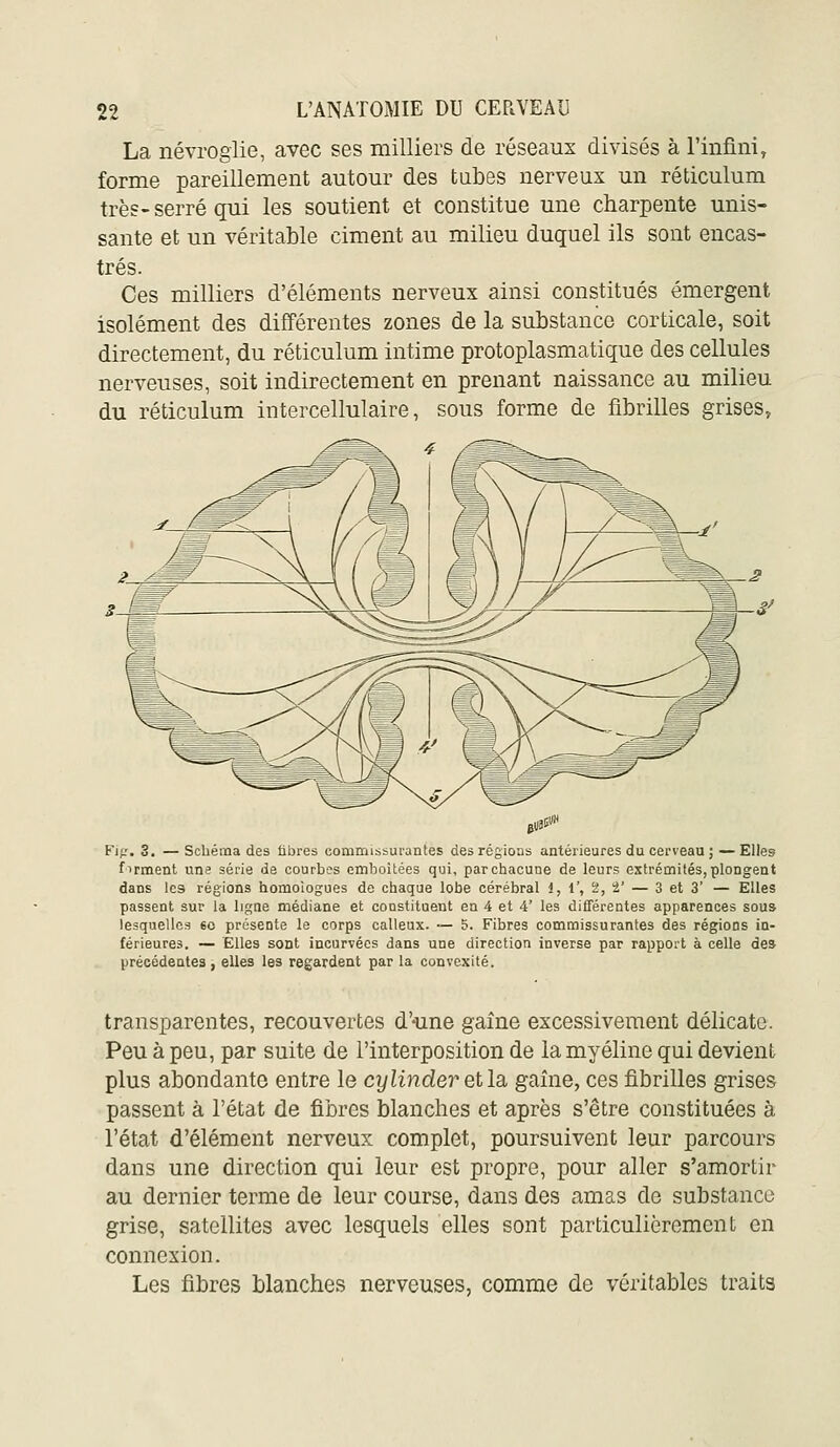 La névroglie, avec ses milliers de réseaux divisés à rinfini, forme pareillement autour des tubes nerveux un réticulum très- serré qui les soutient et constitue une charpente unis- sante et un véritable ciment au milieu duquel ils sont encas- trés. Ces milliers d'éléments nerveux ainsi constitués émergent isolément des différentes zones de la substance corticale, soit directement, du réticulum intime protoplasmatique des cellules nerveuses, soit indirectement en prenant naissance au milieu du réticulum intercellulaire, sous forme de fibrilles grises, Fip. 3. — Schéma des fibres commissurantes des régions antérieures du cerveau ; — Elles firment une série de courbes emboîtées qui, par chacune de leurs extrémités, plongent dans les régions homoiogues de chaque lobe cérébral i, 1', 2, 2' — 3 et 3' — Elles passent sur la ligne médiane et constituent en 4 et 4' les différentes apparences sou» lesquelles «0 présente le corps calleux. — 5. Fibres commissurantes des régions in- férieures. — Elles sont incurvées dans une direction inverse par rapport à celle dea précédentes , elles les regardent par la convexité. transparentes, recouvertes d'une gaîne excessivement délicate. Peu à peu, par suite de l'interposition de la myéline qui devient plus abondante entre le eylinder etla, gaîne, ces fibrilles grises passent à l'état de fibres blanches et après s'être constituées à l'état d'élément nerveux complet, poursuivent leur parcours dans une direction qui leur est propre, pour aller s'amortir au dernier terme de leur course, dans des amas de substance grise, satellites avec lesquels elles sont particulièrement en connexion. Les fibres blanches nerveuses, comme de véritables traits
