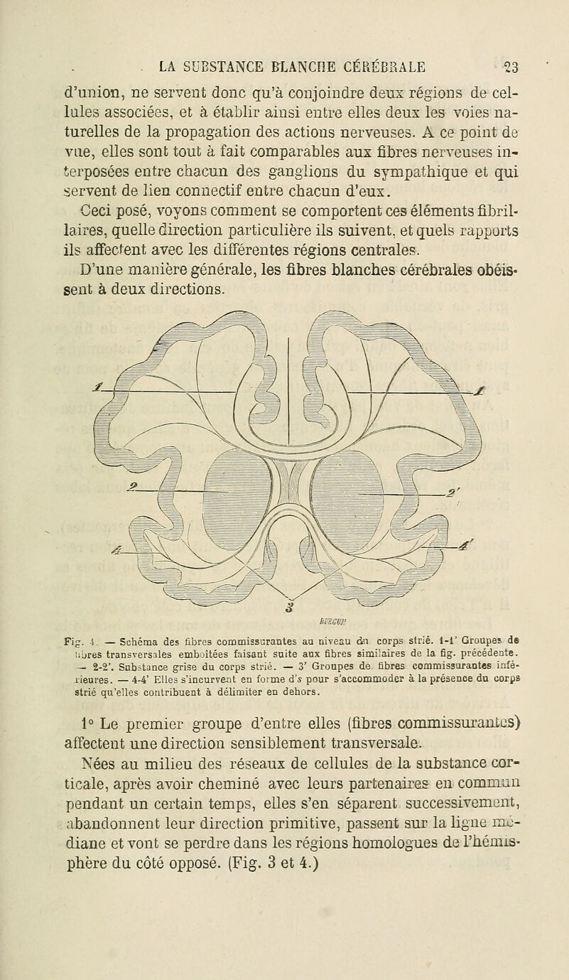 d'union, ne servent donc qu'à conjoindre deux régions de cel- lules associées, et à établir ainsi entre elles deux les voies na- turelles de la propagation des actions nerveuses. A ce point de vue, elles sont tout à fait comparables aux fibres nerveuses in- terposées entre chacun des ganglions du sympathique et qui servent de lien connectif entre chacun d'eux. Ceci posé, voyons comment se comportent ces éléments fibril- laires, quelle direction particulière ils suivent, et quels rapports ils affectent avec les différentes régions centrales. D'une manière générale, les fibres blanches cérébrales obéis» sent à deux directions. ÈIRGIJ!' Fig. 4. — Schéma des fibres commissurantes au niveau dii corps strié. 1-1' Groupes de !;bres transversales emboîtées faisant suite aux fibres similaires de la fig. précédente. — 2-2'. Substance grise du corps strié. — 3' Groupes de fibres commissurantes infé- rieures. — 4-4' Elles s'incurv&nt en forme à!s pour s'accommoder à la présence du corps strié qu'elles contribuent à délimiter en dehors. 1 Le premier groupe d'entre elles (fibres commissurantes) affectent une direction sensiblement transversale. Nées au milieu des réseaux de cellules de la substance cor- ticale, après avoir cheminé avec leurs partenaires en commun pendant un certain temps, elles s'en séparent successivement, abandonnent leur direction primitive, passent sur la ligne mo- diane et vont se perdre dans les régions homologues de l'hémis- phère du côté opposé. (Fig. 3 et 4.)