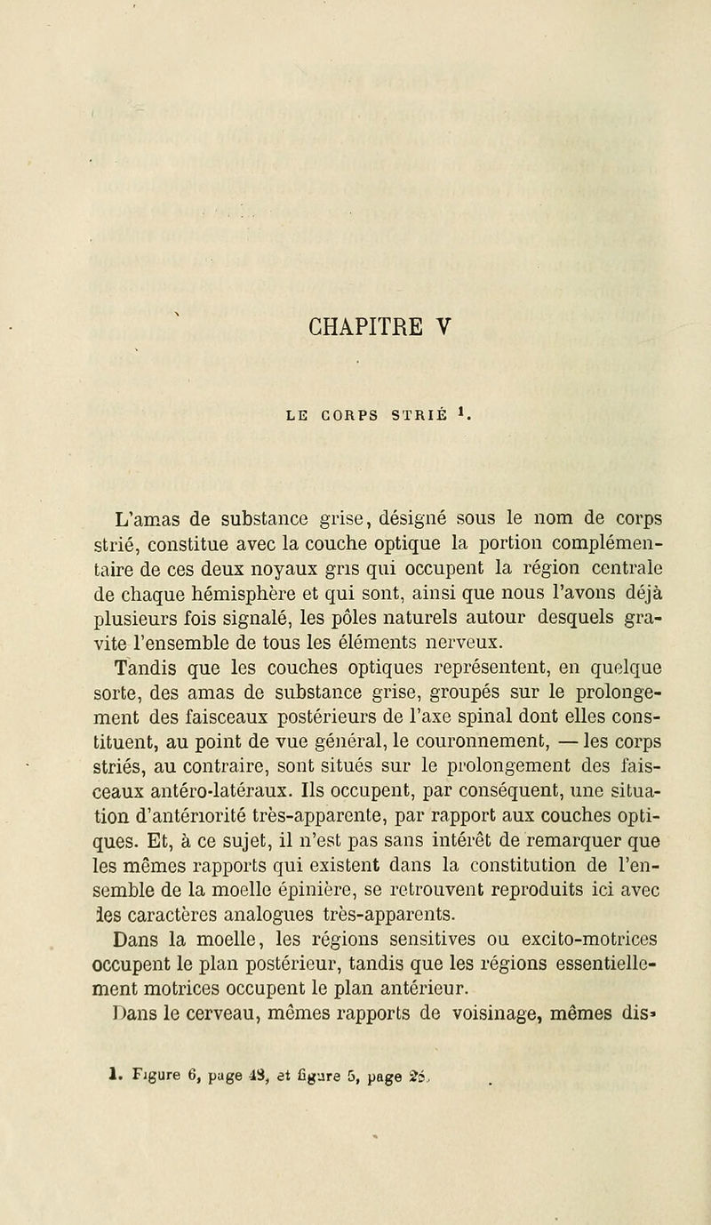 CHAPITRE V LE CORPS STRIÉ ^ L'amas de substance grise, désigné sous le nom de corps strié, constitue avec la couche optique la portion complémen- taire de ces deux noyaux gris qui occupent la région centrale de chaque hémisphère et qui sont, ainsi que nous l'avons déjà plusieurs fois signalé, les pôles naturels autour desquels gra- vite l'ensemble de tous les éléments nerveux. Tandis que les couches optiques représentent, en quelque sorte, des amas de substance grise, groupés sur le prolonge- ment des faisceaux postérieurs de l'axe spinal dont elles cons- tituent, au point de vue général, le couronnement, — les corps striés, au contraire, sont situés sur le prolongement des fais- ceaux antéro-latéraux. Ils occupent, par conséquent, une situa- tion d'antériorité très-apparente, par rapport aux couches opti- ques. Et, à ce sujet, il n'est pas sans intérêt de remarquer que les mêmes rapports qui existent dans la constitution de l'en- semble de la moelle épinière, se retrouvent reproduits ici avec les caractères analogues très-apparents. Dans la moelle, les régions sensitives ou excito-motrices occupent le plan postérieur, tandis que les régions essentielle- ment motrices occupent le plan antérieur. Dans le cerveau, mêmes rapports de voisinage, mêmes dis»