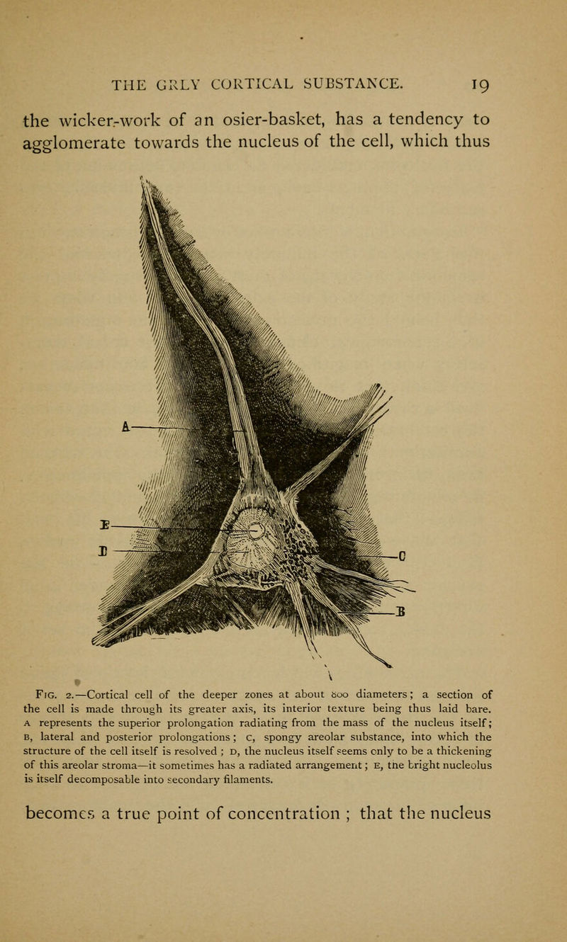 the wicker-work of an osier-basket, has a tendency to agglomerate towards the nucleus of the cell, which thus Fig. 2.—Cortical cell of the deeper zones at about boo diameters; a section of the cell is made through its greater axis, its interior texture being thus laid bare. A represents the superior prolongation radiating from the mass of the nucleus itself; B, lateral and posterior prolongations; c, spongy areolar substance, into which the structure of the cell itself is resolved ; d, the nucleus itself seems only to be a thickening of this areolar stroma—it sometimes has a radiated arrangement; e, tne bright nucleolus is itself decomposable into secondary filaments. becomes a true point of concentration ; that the nucleus