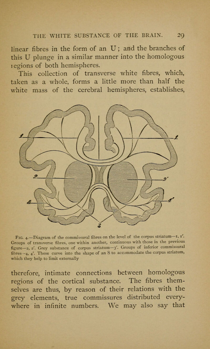 linear fibres in the form of an U ; and the branches of this U pkmge in a similar manner into the homologous legions of both hemispheres. This collection of transverse white fibres, which, taken as a whole, forms a little more than half the white mass of the cerebral hemispheres, establishes, Fig. 4.—Diagram of the commissural fibres on the level of the corpus striatum—i. i'. Groups of transverse fibres, one within another, continuous with those in the previous figure—2, 2'. Grey substance of corpus striatum—3'. Groups of inferior commissural fibres—4, 4'. These curve into the shape of an S to accommodate the corpus striatum, which they help to limit externally therefore, intimate connections between homologous regions of the cortical substance. The fibres them- selves are thus, by reason of their relations with the grey elements, true commissures distributed every- where in infinite numbers. We may also say that