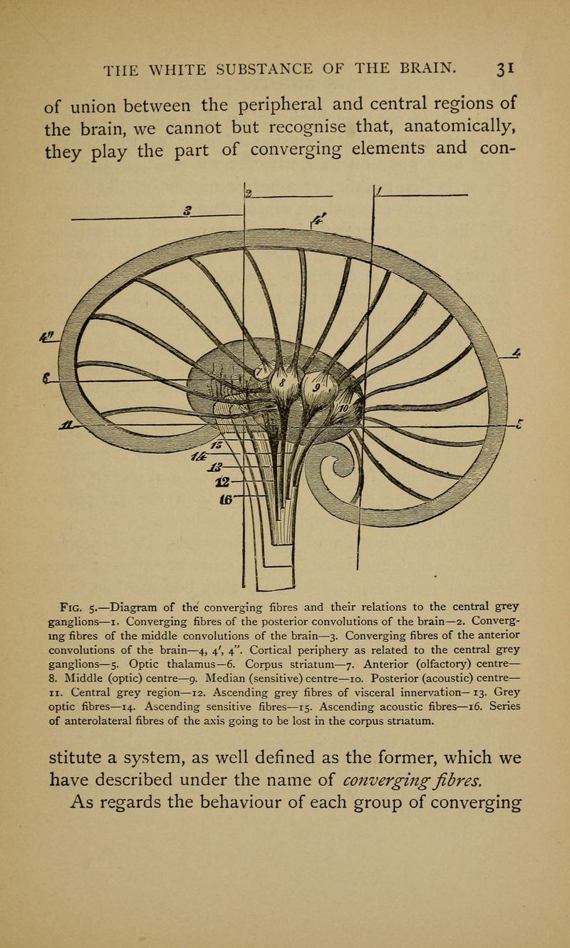 of union between the peripheral and central regions of the brain, we cannot but recognise that, anatomically, they play the part of converging elements and con- Fig. 5.—Diagram of the converging fibres and their relations to the central grey ganglions—i. Converging fibres of the posterior convolutions of the brain—2. Converg- ing fibres of the middle convolutions of the brain—3. Converging fibres of the anterior convolutions of the brain—4, 4', 4. Cortical periphery as related to the central grey ganglions—5. Optic thalamus—6. Corpus striatum—7. Anterior (olfactor^O centre— 8. Middle (optic) centre—9. Median (sensitive) centre—10. Posterior (acoustic) centre— II. Central grey region—12. Ascending grey fibres of visceral innervation— 13. Grey optic fibres—14. Ascending sensitive fibres—15. Ascending acoustic fibres—16. Series of anterolateral fibres of the axis going to be lost in the corpus striatum. stitute a system, as well defined as the former, which we have described under the name of converging fibres. As regards the behaviour of each group of converging