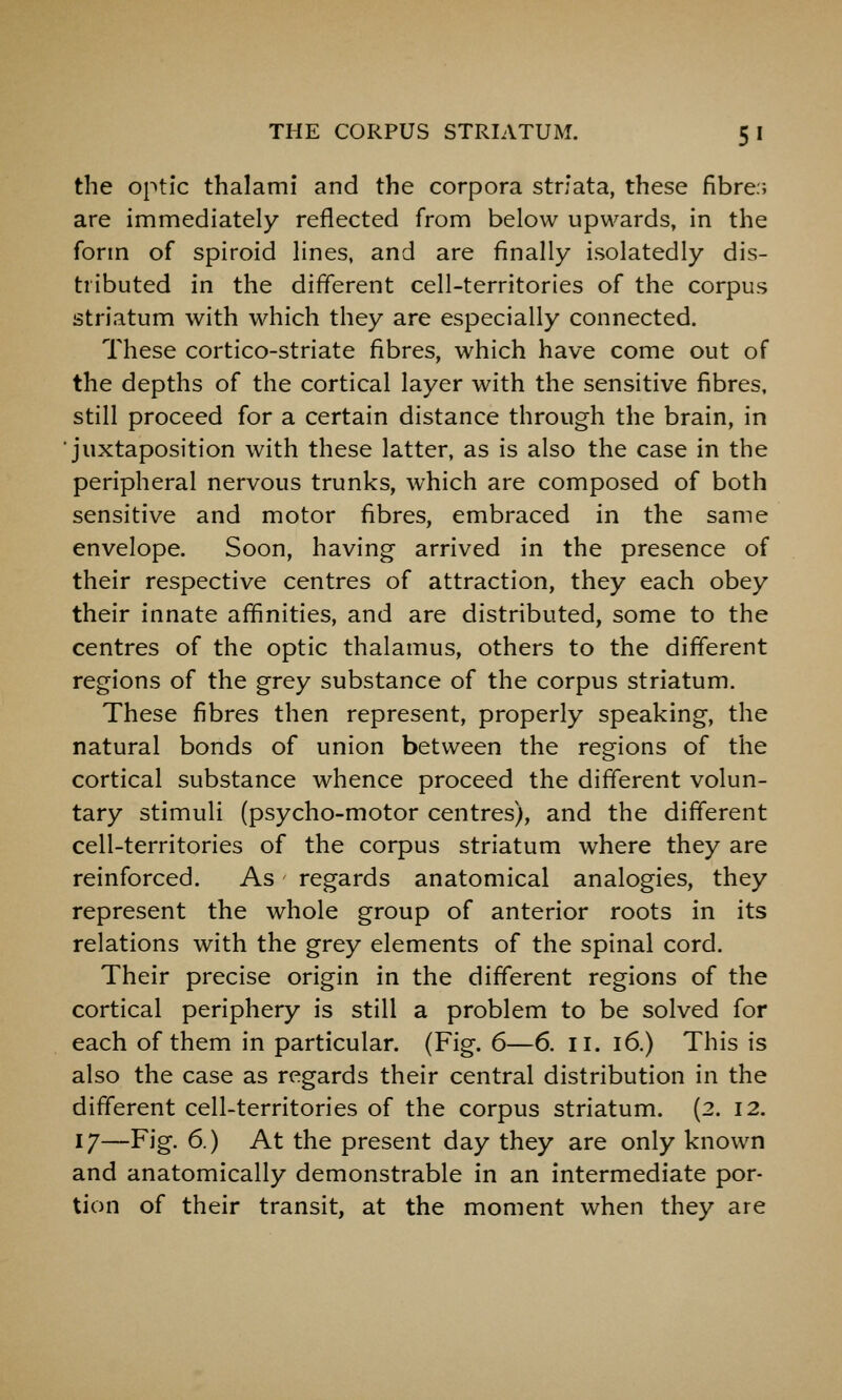 the optic thalami and the corpora striata, these fibre:; are immediately reflected from below upwards, in the form of spiroid lines, and are finally isolatedly dis- tributed in the different cell-territories of the corpus striatum with which they are especially connected. These cortico-striate fibres, which have come out of the depths of the cortical layer with the sensitive fibres, still proceed for a certain distance through the brain, in juxtaposition with these latter, as is also the case in the peripheral nervous trunks, which are composed of both sensitive and motor fibres, embraced in the same envelope. Soon, having arrived in the presence of their respective centres of attraction, they each obey their innate affinities, and are distributed, some to the centres of the optic thalamus, others to the different regions of the grey substance of the corpus striatum. These fibres then represent, properly speaking, the natural bonds of union between the regions of the cortical substance whence proceed the different volun- tary stimuli (psycho-motor centres), and the different cell-territories of the corpus striatum where they are reinforced. As regards anatomical analogies, they represent the whole group of anterior roots in its relations with the grey elements of the spinal cord. Their precise origin in the different regions of the cortical periphery is still a problem to be solved for each of them in particular. (Fig. 6—6. ii. i6.) This is also the case as regards their central distribution in the different cell-territories of the corpus striatum. (2. 12. 17—Fig. 6.) At the present day they are only known and anatomically demonstrable in an intermediate por- tion of their transit, at the moment when they are