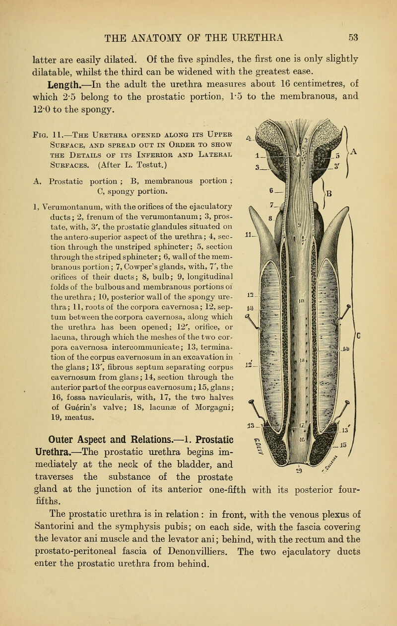 latter are easily dilated. Of the five spindles, the first one is only slightly dilatable, whilst the third can be widened with the greatest ease. Length.—In the adult the urethra measures about 16 centimetres, of which 2-5 belong to the prostatic portion, 1-5 to the membranous, and 12-0 to the spongy. Fig. 11.—The Urethra opened AiiONG its Upper Surface, and spread out in Order to show THE Details of its Inferior and Lateral Surfaces. (After L. Testut.) A, Prostatic portion ; B, membranous portion ; C, spongy portion. 1, Verumontanum, with the orifices of the ejaculatory ducts; 2, frenumof the verumontanum; 3, pros- tate, with, 3', the prostatic glandules situated on the antero-superior aspect of the urethra; 4, sec- tion through the unstriped sphincter; 5, section through the striped sphincter; 6, wall of the mem- branous portion; 7, Cowper's glands, with, 7', the orifices of their ducts; 8, bulb; 9, longitudinal folds of the bulbous and membranous portions of the urethra; 10, posterior wall of the spongy ure- thra; 11, roots of the corpora cavernosa; 12, sep- tum between the corpora cavernosa, along which the urethra has been opened; 12', orifice, or lacuna, through which the meshes of the two cor- pora cavernosa intercommunicate; 13, termina- tion of the corpus cavernosum m an excavation in the glans; 13', fibrous septum separating corpus cavernosum from glans; 14, section through the anterior partof the corpus cavernosum; 15, glans; 16, fossa navicularis, with, 17, the two halves of Guerin's valve; 18, lacmise of Morgagni; 19, meatus. Outer Aspect and Relations.—1. Prostatic Urethra.—The prostatic urethra begins im- mediately at the neck of the bladder, and traverses the substance of the prostate gland at the junction of its anterior one-fifth with its posterior four- fifbhs. The prostatic urethra is in relation : in front, with the venous plexus of Santorini and the symphysis pubis; on each side, with the fascia covering the levator ani muscle and the levator ani; behind, with the rectum and the prostato-peritoneal fascia of DenonvilHers. The two ejaculatory ducts enter the prostatic urethra from behind.