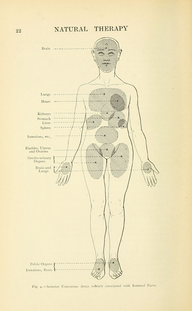 Pelvic Organs j' Intestines, lirain v