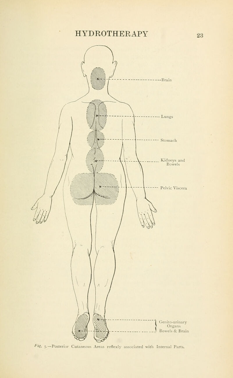 Brain Genito-urinary Organs I5o\vels & Brain