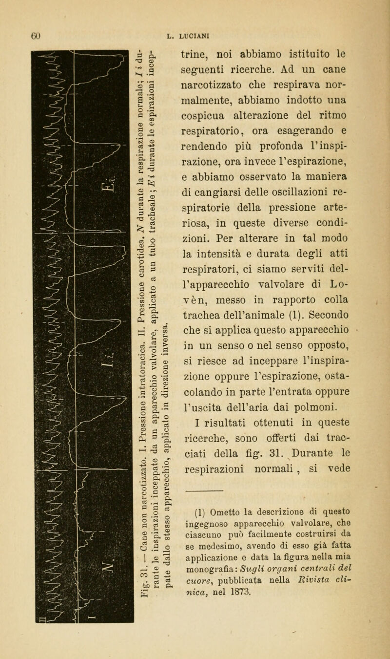 3 O. S&q 3 s 3 O ° 3 C trine, noi abbiamo istituito le seguenti ricerche. Ad un cane narcotizzato che respirava nor- malmente, abbiamo indotto una cospicua alterazione del ritmo respiratorio, ora esagerando e rendendo più profonda l'inspi- razione, ora invece l'espirazione, e abbiamo osservato la maniera di cangiarsi delle oscillazioni re- spiratorie della pressione arte- riosa, in queste diverse condi- zioni. Per alterare in tal modo la intensità e durata degli atti respiratori, ci siamo serviti del- l'apparecchio valvolare di Lo- vèn, messo in rapporto colla trachea dell'animale (1). Secondo che si applica questo apparecchio in un senso o nel senso opposto, si riesce ad inceppare l'inspira- zione oppure l'espirazione, osta- colando in parte l'entrata oppure l'uscita dell'aria dai polmoni. I risultati ottenuti in queste ricerche, sono offerti dai trac- ciati della fig. 31. Durante le respirazioni normali , si vede 5 ._ s a-a. Sa O .5 £ (1) Ometto la descrizione di questo ingegnoso apparecchio valvolare, che ciascuno può facilmente costruirsi da se medesimo, avendo di esso già fatta applicazione e data la figura nella mia monografia: Sugli organi centrali del cuore, pubblicata nella Rivista cli- nica, nel 1873.