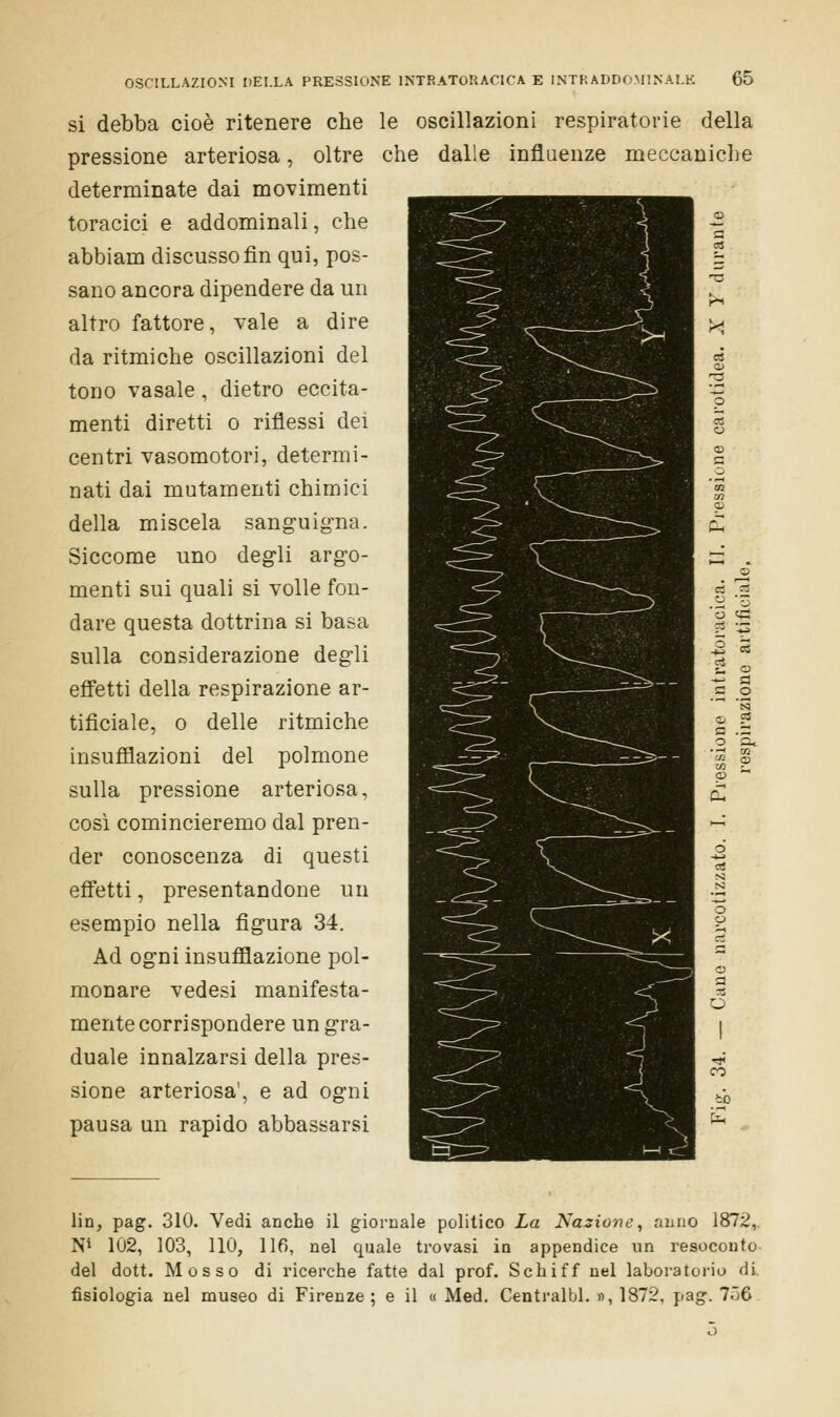 si debba cioè ritenere che le oscillazioni respiratorie della pressione arteriosa, oltre che dalle influenze meccaniche determinate dai movimenti toracici e addominali, che abbiam discusso fin qui, pos- sano ancora dipendere da un altro fattore, vale a dire da ritmiche oscillazioni del tono vasale , dietro eccita- menti diretti o riflessi dei centri vasomotori, determi- nati dai mutamenti chimici della miscela sanguigna. Siccome uno degli argo- menti sui quali si volle fon- dare questa dottrina si basa sulla considerazione degli effetti della respirazione ar- tificiale, o delle ritmiche insufflazioni del polmone sulla pressione arteriosa, così comincieremo dal pren- der conoscenza di questi effetti, presentandone un esempio nella figura 34. Ad ogni insufflazione pol- monare vedesi manifesta- mente corrispondere un gra- duale innalzarsi della pres- sione arteriosa', e ad ogni pausa un rapido abbassarsi lin, pag. 310. Vedi anche il giornale politico La Nazione, anno 1872, N> 102, 103, HO, 116, nel quale trovasi in appendice un resoconto del dott. Mosso di ricerche fatte dal prof. Schiff nel laboratorio di fisiologia nel museo di Firenze ; e il « Med. Centralbl. », 1872, pag. 756