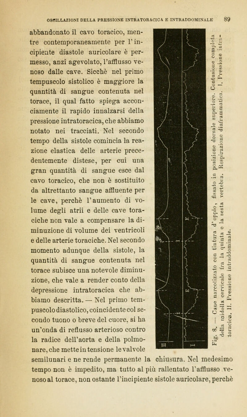 abbandonato il cavo toracico, men- tre contemporaneamente per l1 in- cipiente diastole auricolare è per- messo, anzi agevolato, l'afflusso ve- noso dalle cave. Sicché nel primo tempuscolo sistolico è maggiore la quantità di sangue contenuta nel torace, il qual fatto spiega accon- ciamente il rapido innalzarsi della pressione intratoracica, che abbiamo notato nei tracciati. Nel secondo tempo della sistole comincia la rea- zione elastica delle arterie prece- dentemente distese, per cui una gran quantità di sangue esce dal cavo toracico, che non è sostituito da altrettanto sangue affluente per le cave, perchè l'aumento di vo- lume degli atrii e delle cave tora- ciche non vale a compensare la di- minuzione di volume dei ventricoli e delle arterie toraciche. Nel secondo momento adunque della sistole, la quantità di sangue contenuta nel torace subisce una notevole diminu- zione, che vale a render conto della depressione intratoracica che ab- biamo descritta. — Nel primo tem- puscolo diastolico, coincidente col se- condo tuono o breve del cuore, si ha un'onda di reflusso arterioso contro la radice dell'aorta e della polmo- nare, che mette in tensione le valvole semilunari e ne rende permanente la chiusura. Nel medesimo tempo non è impedito, ma tutto al più rallentato l'afflusso ve- noso al torace, non ostante l'incipiente sistole auricolare, perchè o u,