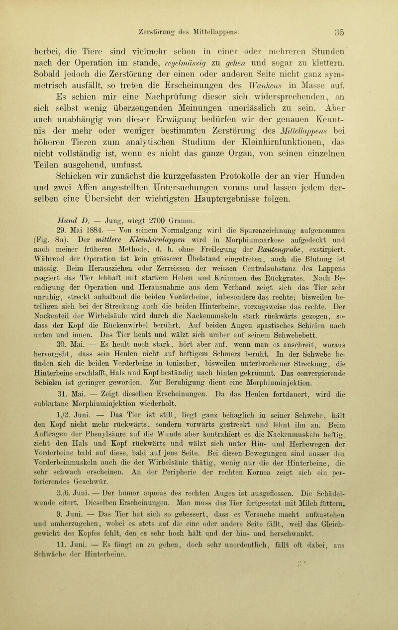 herbei, die Tiere sind vielmehr schon in einer oder mehreren Stunden nach der Operation im stände, regelmässig zu gehen und sogar zu klettern. Sobald jedoch die Zerstörung der einen oder anderen Seite nicht ganz sym- metiisch ausfällt, so treten die Erscheinungen des Wankens in. Masse auf. Es schien mir eine Nachprüfung dieser sich widersprechenden, an sich selbst wenig überzeugenden Meinungen unerlässlich zu sein. Aber auch unabhängig von dieser Erwägung bedürfen wir der genauen Kennt- nis der mehr oder weniger bestimmten Zerstörung des Mittellappens bei höheren Tieren zum analytischen Studium der Kleinhirnfunktionen, das nicht vollständig ist, wenn es nicht das ganze Organ, von seinen einzelnen Teilen ausgehend, mnfasst. Schicken wir zunächst die kurzgefassten Protokolle der an vier Hunden und zwei Affen angestellten Untersuchungen voraus und lassen jedem der- selben eine Übersicht der wichtigsten Hauptergebnisse folgen. Hund D. — Jung, wiegt 2700 Gramm. 29. Mai 1884. — Von seinem Normalgang wird die Spurenzeichnung aufgenommen (Fig. 8a). Der mittlere Kleinhirnlappen wird in Morphiumnarkose aufgedeckt und nach meiner früheren Methode, d. h. ohne Freilegung der Bautengrube, exstirpiert. Während der Operation ist kein grösserer Übelstand eingetreten, auch die Blutung ist massig. Beim Herausziehen oder Zerreissen der weissen Centralsubstanz des Lappens reagiert das Tier lebhaft mit starkem Heben und Krümmen des Eückgrates. Nach Be- endigung der Operation und Herausnahme aus dem Verband zeigt sich das Tier sehr unruhig, streckt anhaltend die beiden Vorderbeine, inbesondere das rechte; bisweilen be- teiligen sich bei der Streckung auch die beiden Hinterbeine, vorzugsweise das rechte. Der Nackenteil der Wirbelsäule wird durch die Nackenmuskeln stark rückwärts gezogen, so- dass der Kopf die Eückenwirbel berührt. Auf beiden Augen spastisches Schielen nach unten und innen. Das Tier heult und wälzt sich umher auf seinem Schwebebett. 30. Mai. — Es heult noch stark, hört aber auf, wenn man es anschreit, woraus hervorgeht, dass sein Heulen nicht auf heftigem Schmerz beruht. In der Schwebe be- finden sich die beiden Vorderbeine in tonischer, bisweilen unterbrochener Streckung, die Hinterbeine erschlafft, Hals und Kopf beständig nach hinten gekrümmt. Das convergierende Schielen ist geringer geworden. Zur Beruhigung dient eine Morphiuminjektion. 31. Mai. — Zeigt dieselben Erscheinungen. Da das Heulen fortdauert, wird die subkutane Morphiuminjektion wiederholt. 1./2. Juni. — Das Tier ist still, liegt ganz behaglich in seiner Schwebe, hält den Kopf nicht mehr rückwärts, sondern vorwärts gestreckt und lehnt ihn an. Beim Auftragen der Phenylsäure auf die Wunde aber kontrahiert es die Nackenmuskeln heftig, zieht den Hals und Kopf rückwärts und wälzt sich unter Hin- und Herbewegen der Vorderbeine bald auf diese, bald auf jene Seite. Bei diesen Bewegungen sind ausser den Vorderbeinmuskeln auch die der Wirbelsäule thätig, wenig nur die der Hinterbeine, die sehr schwach erscheinen. An der Peripherie der rechten Kornea zeigt sich ein per- forierendes Geschwü r. 3./G. Juni. — Der Iminor aqueus des rechten Auges ist ausgeflossen. Die Schädel- wundo eitert. Dieselljen Erscheinungen. Man muss das Tier fortgesetzt mit Milch füttern. 9. Juni. — Das Tier hat sich so gebessert, dass es Versuche macht aufzustehen und umherzugehen, wobei es stets auf die eine oder andere Seite fällt, weil das Gleich- gewicht des Kopfes fehlt, den os sehr hoch hält und der hin- und herschwankt. 11. Juni. — Es fängt an zu gehen, doch sehr unordentlich, fällt oft dabei, aus Schwäche der Hinterbeine.