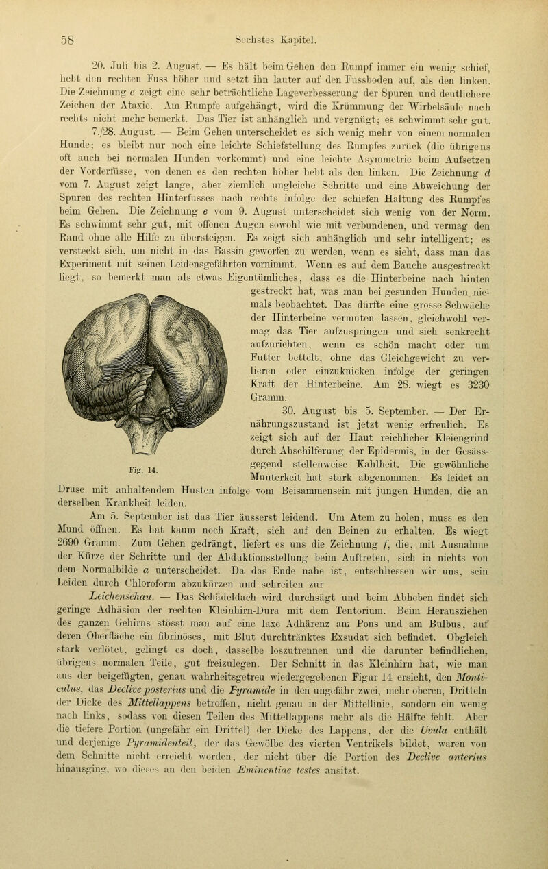 20. Juli bis 2. August. — Es hält Ijeiin Gehen den Kuiiipr immer ein wenig schief, hebt den rechten Fuss höher nnd setzt ihn hinter auf den Fussboden auf, als den linken. Die Zeichnung c zeigt eine sekr beträchtliche Lageverbesserung der Spuren und deutlichere Zeichen der Ataxie. Am Kampfe aufgehängt, wird die Krümmung der Wirbelsäule nach rechts nicht mehr bemerkt. Das Tier ist anhänglich und vergnügt; es schwimmt sehr gut. 7./28. August. — Beim Gehen unterscheidet es sich wenig mehr von einem normalen Hunde; es bleibt nur noch eine leichte Schiefstellung des Eumpfes zurück (die übrigens oft auch bei normalen Himden vorkommt) und eine leichte Asymmetrie beim Aufsetzen der Vorderfüsse, von denen es den rechten höher hebt als den linken. Die Zeichnung d vom 7. August zeigt lange, aber ziemlich ungleiche Schiritte und eine Abweichung der Spuren des rechten Hinterfusses nach rechts infolge der schiefen Haltung des Eumpfes beim Gehen. Die Zeichnung e vom 9. August unterscheidet sich wenig von der Norm. Es schwimmt sehr gut, mit offenen Augen sowohl wie mit verbundenen, und vermag den Kand ohne alle Hilfe zu übersteigen. Es zeigt sich anhänglich und sehr intelligent; es versteckt sich, um nicht in das Bassin geworfen zu werden, wenn es sieht, dass man das Experiment mit seinen Leidensgefährten vornmimt. Wenn es auf dem Bauche ausgestreckt liegt, so bemerkt man als etwas Eigentümliches, dass es die Hinterbeine nach hinten gestreckt hat, was man bei gesunden Hunden nie- mals beobachtet. Das dürfte eine grosse Schwäche der Hinterbeine vermuten lassen, gleichwohl ver- mag das Tier aufzuspringen und sich senkrecht aufzurichten, wenn es schön macht oder um Futter bettelt, ohne das Gleichgewicht zu ver- lieren oder einzuknicken infolge der geringen Kraft der Hinterbeine. Am 28. wiegt es 3230 Gramm. 30. August bis .5. September. — Der Er- nährungszustand ist jetzt wenig erfreulich. Es zeigt sich auf der Haut reichlicher Kleiengrind durch Abschilferung der Epidermis, in der Gesäss- gegend stellenweise Kahlheit. Die gewöhnliche Munterkeit hat stark abgenommen. Es leidet an Druse mit anhaltendem Husten infolge vom Beisammensein mit jungen Hunden, die an derselben Krankheit leiden. Am 5. September ist das Tier äusserst leidend. Um Atem zu holen, muss es den Mund öffnen. Es hat kaum noch Kraft, sich auf den Beinen zu erhalten. Es wiegt 2690 Gramm. Zum Gehen gedrängt, liefert es uns die Zeichnung /, die, mit Ausnahme der Kürze der Schritte und der Abduktionsstellung beim Auftreten, sich in nichts von dem Normalbilde a unterscheidet. Da das Ende nahe ist, entschliessen wir uns, sein Leiden durch Chloroform abzukürzen und schreiten zur Leichenschau. — Das Schädeldach wird durchsägt und beim Abheben findet sich geringe Adhäsion der rechten Kleinhirn-Dura mit dem Tentorium. Beim Herausziehen des ganzen Gehirns stösst man auf eine laxe Adhärenz am Pons und am Bulbus, auf deren Oberfläche ein fibrinöses, mit Blut dürchtränktes Exsudat sich befindet. Obgleich stark verlötet, gelingt es doch, dasselbe loszutrennen und die darunter befindlichen, übrigens normalen Teile, gut freizulegen. Der Schnitt in das Kleinhirn hat, wie man aus der beigefügten, genau wahrheitsgetreu wiedergegebenen Figur 14 ersieht, den Moiiti- culus, das Beclive iiosterius und die Pyramide in den ungefähr zwei, mehr oberen, Dritteln der Dicke des Mittellappens betroffen, nicht genau in der Mittellinie, sondern ein wenig nach links, sodass von diesen Teilen des Mittellappens mehr als die Hälfte fehlt. Aber die tiefere Portion (ungefähr ein Drittel) der Dicke des Lappens, der die Uvula enthält imd derjenige Pyramidenteil, der das Gewölbe des vierten Ventrikels bildet, waren von dem Schnitte nicht erreicht worden, der nicht über die Portion des Declive anterins hinausging, wo dieses an den beiden Eminentiae testen ansitzt.