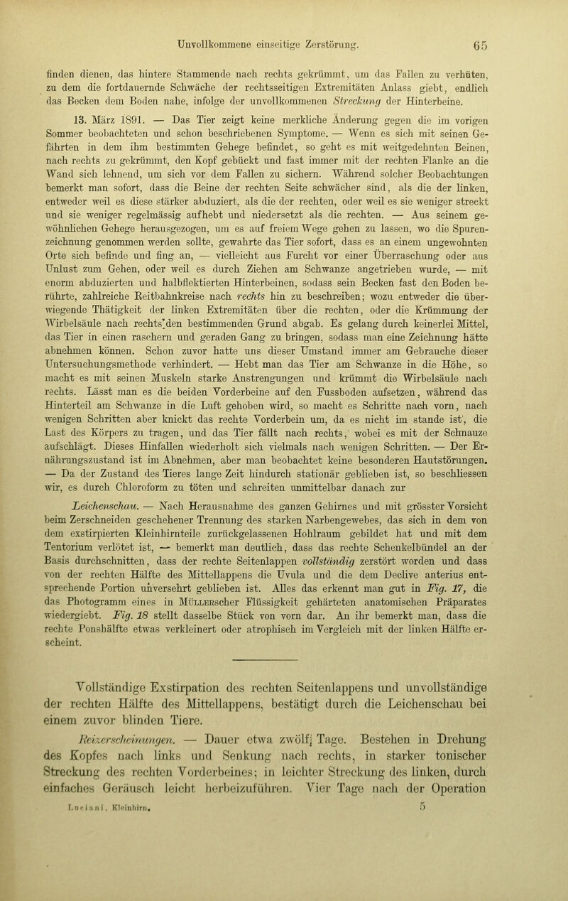 finden dienen, das hintere Stammende nach rechts gekrümmt, um das Fallen zu verhüten, zu dem die fortdauernde Schwäche der rechtsseitigen Extremitäten Anlass giebt, endlich das Becken dem Boden nahe, infolge der unvollkommenen Strecliwng der Hinterheine. 13. März 1891. — Das Tier zeigt keine merkliche Änderung gegen die im vorigen Sommer beobachteten und schon beschriebenen Symptome. — Wenn es sich mit seinen Ge- fährten in dem. ihm bestimmten Gehege befindet, so geht es mit weitgedehnten Beinen, nach rechts zu gekrümmt, den Kopf gebückt und fast immer mit der rechten Flanke an die Wand sich lehnend, um sich vor dem Fallen zu sichern. Während solcher Beobachtungen bemerkt man sofort, dass die Beine der rechten Seite schwächer sind, als die der linken, entweder weil es diese stärker abduziert, als die der rechten, oder weil es sie weniger streckt und sie weniger regelmässig aufhebt und niedersetzt als die rechten. — Aus seinem ge- wöhnlichen Gehege herausgezogen, um es auf freiem Wege gehen zu lassen, wo die Spuren- zeichnung genommen werden sollte, gewahrte das Tier sofort, dass es an einem ungewohnten Orte sich befinde und fing an, — vielleicht aus Furcht vor einer Überraschung oder aus Unlust zum Gehen, oder weil es durch Ziehen am Sehwanze angetrieben wurde, — mit enorm abduzierten und halbflektierten Hinterbeinen, sodass sein Becken fast den Boden be- rührte, zahlreiche Eeitbahnkreise nach rechts hin zu beschreiben; wozu entweder die über- wiegende Thätigkeit der linken Extremitäten über die rechten, oder die Krümmung der Wirbelsäule nach rechts'den bestimmenden Grund abgab. Es gelang durch keinerlei Mittel, das Tier in einen raschern und geraden Gang zu bringen, sodass man eine Zeichnung hätte abnehmen können. Schon zuvor hatte uns dieser Umstand immer am Gebrauche dieser Untersuchungsmethode verhindert. — Hebt man das Tier am Schwänze in die Höhe, so macht es mit seinen Muskeln starke Anstrengungen und krümmt die Wirbelsäule nach rechts. Lässt man es die beiden Yorderbeine auf den Fussboden aufsetzen, während das Hinterteil am Schwänze in die Luft gehoben wird, so macht es Schritte nach vorn, nach wenigen Schritten aber knickt das rechte Yorderbein um, da es nicht im stände ist', die Last des Körpers zu tragen, und das Tier fällt nach rechts, wobei es mit der Schnauze aufschlägt. Dieses Hinfallen wiederholt sich vielmals nach wenigen Schritten. — Der Er- nährungszustand ist im Abnehmen, aber man beobachtet keine besonderen Hautstörungen. — Da der Zustand des Tieres lange Zeit hindurch stationär geblieben ist, so beschliessen wir, es durch Chloroform zu töten und schreiten unmittelbar danach zur Leichenschau. — Nach Herausnahme des ganzen Gehirnes und mit grösster Yorsicht beim Zerschneiden geschehener Trennung des starken Narbengewebes, das sich in dem von dem exstirpierten Kleinhirnteile zurückgelassenen Hohlraum gebildet hat und mit dem Tentorium verlötet ist, — bemerkt man deutlich, dass das rechte Schenkelbündel an der Basis durchschnitten, dass der rechte Seitenlappen voUstämäig zerstört worden und dass von der rechten Hälfte des Mittellappens die Uvula und die dem Declive anterius ent- sprechende Portion unversehrt geblieben ist. Alles das erkennt man gut in Fig. 17, die das Photogramm eines in MtJxLERscher Flüssigkeit gehärteten anatomischen Präparates wiedergiebt. Fig. 18 stellt dasselbe Stück von vorn dar. An ihr bemerkt man, dass die rechte Ponshälfte etwas verkleinert oder atrophisch im Yergleich mit der linken Hälfte er- scheint. Tollständige Exstirpation des rechten Seitenlappens und unvollständige der rechten Hälfte des Mittellappens, bestätigt durch die Leichenschau bei einem zuvor blinden Tiere. Reixerscheinunyen. — Dauer etwa zwölf] Tage. Bestehen in Drehung des Kopfes nach links und Senkung nach rechts, in starker tonischer Streckung des rechten Yorderbeines; in leichter Streckung des linken, durch einfaches Geräusch leicht herbeizuführen. Vier Tage nach der Operation r, nei Hii i , Klf^inliirn, 0