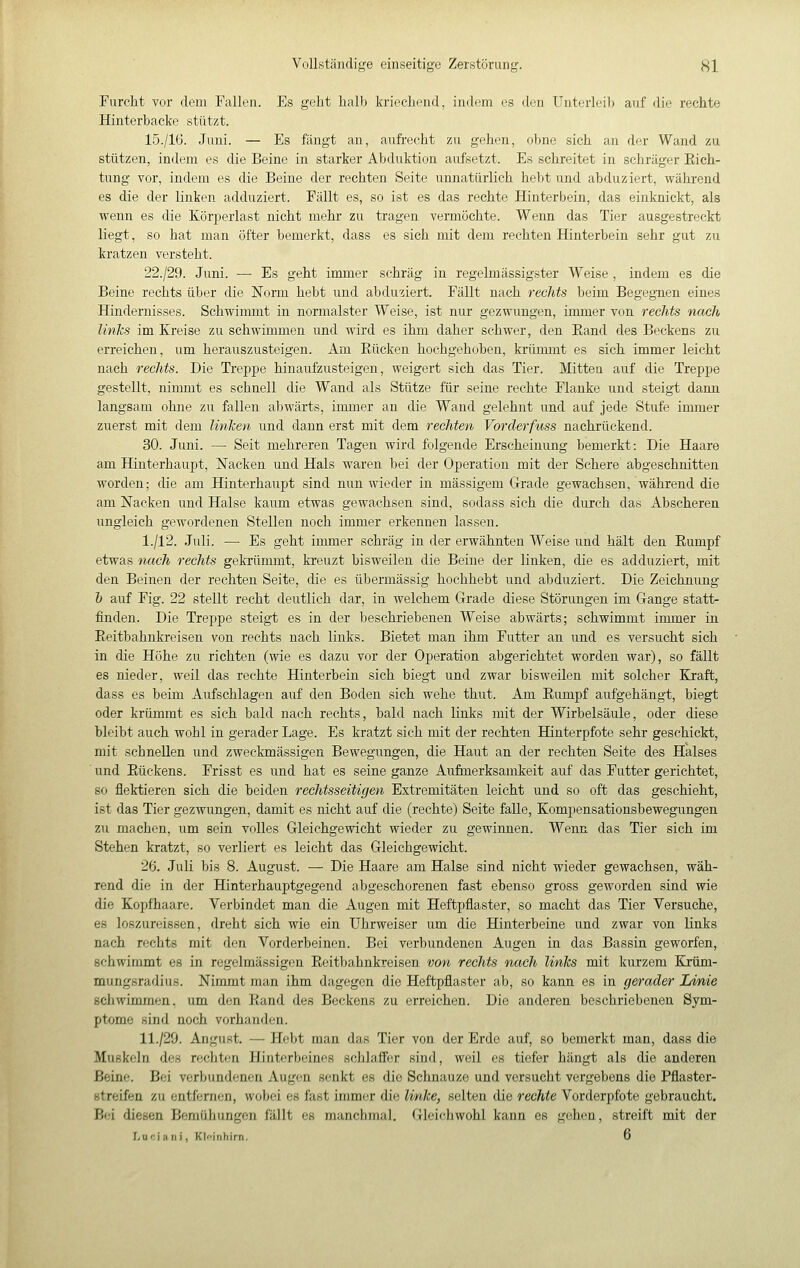 Furcht vor dem Fallen. Es gebt halb kriechend, indem es den Unterleib auf die rechte Hinterbacke stützt. 15./16. Juni. — Es fängt an, aufrecht zu gehen, ohne sich an der Wand zu stützen, indem es die Beine in starker Abduktion aufsetzt. Es schreitet in schräger Eich- tung vor, indem es die Beine der rechten Seite unnatürlich hebt und abduziert, während es die der linken adduziert. Fällt es, so ist es das rechte Hinterbein, das einknickt, als wenn es die Körpeiiast nicht mehr zu tragen vermöchte. Wenn das Tier ausgestreckt liegt, so hat man öfter bemerkt, dass es sich mit dem rechten Hinterbein sehr gut zu kratzen versteht. 22./29. Juni. — Es geht immer schräg in regelmässigster Weise , indem es die Beine rechts über die Norm hebt und abduziert. Fällt nach rechts beim Begegnen eines Hindernisses. Schwimmt in normalster Weise, ist nur gezwungen, immer von rechts nach links im Kreise zu schwimmen und wird es ihm daher schwer, den Eand des Beckens zu erreichen, um herauszusteigen. Am Eücken hochgehoben, krümmt es sich immer leicht nach rechts. Die Treppe hinaufzusteigen, weigert sich das Tier. Mitten auf die Treppe gestellt, nimmt es schnell die Wand als Stütze für seine rechte Flanke und steigt dann langsam ohne zu fallen abwärts, immer an die Wand gelehnt und auf jede Stufe immer zuerst mit dem linTcen und dann erst mit dem rechten Vorclerfuss nachrückend. 30. Juni. —■ Seit mehreren Tagen wird folgende Erscheinung bemerkt: Die Haare am Hinterhaupt, Nacken und Hals waren bei der Operation mit der Schere abgeschnitten worden; die am Hinterhaupt sind nun wieder in massigem Grade gewachsen, während die am Nacken und Halse kaum etwas gewachsen sind, sodass sich die durch das Abscheren ungleich gewordenen Stellen noch immer erkennen lassen. 1./12. Juli. —• Es geht immer schräg in der erwähnten Weise und hält den Eumpf etwas nach rechts gekrümmt, kreuzt bisweilen die Beine der linken, die es adduziert, mit den Beinen der rechten Seite, die es übermässig hochhebt und abduziert. Die Zeichnung & auf Fig. 22 stellt recht deutlich dar, in welchem Grade diese Störungen im Gange statt- finden. Die Treppe steigt es in der beschriebenen Weise abwärts; schwimmt immer in Eeitbahnkreisen von rechts nach links. Bietet man ihm Futter an und es versucht sich in die Höhe zu richten (wie es dazu vor der Operation abgerichtet worden war), so fällt es nieder, weil das rechte Hinterbein sich biegt und zwar bisweilen mit solcher Kxaft, dass es beim Aufschlagen auf den Boden sich wehe thut. Am Eumpf aufgehängt, biegt oder krümmt es sich bald nach rechts, bald nach links mit der Wirbelsäule, oder diese bleibt auch wohl in gerader Lage. Es kratzt sich mit der rechten Hinterpfote sehr geschickt, mit schnellen und zweckmässigen Bewegungen, die Haut an der rechten Seite des Halses und Eückens. Frisst es und hat es seine ganze Aufmerksamkeit auf das Futter gerichtet, so flektieren sich die beiden rechtsseitigen Extremitäten leicht und so oft das geschieht, ist das Tier gezwungen, damit es nicht auf die (rechte) Seite falle, Kompensationsbewegungen zu machen, um sein volles Gleichgewicht wieder zu gewinnen. Wenn das Tier sich im Stehen kratzt, so verliert es leicht das Gleichgewicht. 26. Juli bis 8. August. — Die Haare am Halse sind nicht wieder gewachsen, wäh- rend die in der Hinterhauptgegend abgeschorenen fast ebenso gross geworden sind wie die Kopfhaare. Verbindet man die Augen mit Heftpflaster, so macht das Tier Versuche, es loszureissen, dreht sich wie ein Uhrweiser um die Hinterbeine und zwar von links nach rechts mit den Vorderbeinen. Bei verbundenen Augen in das Bassin geworfen, schwimmt es in regelmässigen Eeitbahnkreisen von rechts nach Ivnks mit kurzem Krüm- mungsradius. Nimmt man ihm dagegen die Heftpflaster ab, so kann es in gerader Linie schwimmen, um den Eand des Beckens zu erreichen. Die anderen beschriebenen Sym- ptome sind noch vorhanden. 11./29. Angust. — Hobt man das Tier von der Erde auf, so bemerkt man, dass die Muskeln des rechten Hinterbeines schlaffer sind, weil es tiefer hängt als die anderen Beine. Bei verbundenen Augen senkt es die Schnauze und versucht vergebens die Pflaster- ötreifen zu entfernen, wobei es fast immer die li/nlce, selten die rechte Vorderpfote gebraucht. Bei diesen Bemühungen fällt es manchmal. Gleichwohl kann es gehen, streift mit der Luciani, Kleinhirn, D