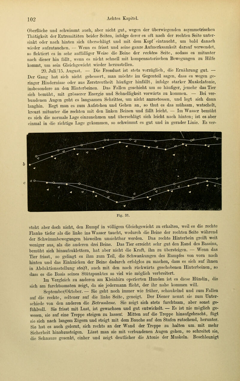 Oberfläche und schwimmt auch, aber nicht gut, wegen der überwiegenden asymmetrischen Thätigkeit der Extremitäten beider Seiten, infolge derer es oft nach der rechten Seite unter- sinkt oder nach hinten sich übers(ihlägt und mit dem Kopf eintaucht, um bald danach wieder aufzutauchen. — Wenn es frisst und seine ganze Aufmerksamkeit darauf verwendet, so flektiert es in sehr auffälliger Weise die Beine der rechten Seite, sodass es mitunter nach dieser hin fällt, wenn es nicht schnell mit kompensatorischen Bewegungen zu Hilfe kommt, um sein Gleichgewicht wieder herzustellen. 20. Juli/15. August. — Die Fresslust ist stets vorzüglich, die Ernährung gut. — Der Gang hat sich nicht gebessert, man möchte im Gegenteil sagen, dass es wegen ge- ringer Hindernisse oder aus Zerstreutheit häufiger hinfällt, infolge starker Muskelatonie, insbesondere an den Hinterbeinen. Das Fallen geschieht um so häufiger, jemehr das Tier sich bemüht, mit grösserer Energie und Schnelligkeit vorwärts zu kommen. — Bei ver- bundenen Augen geht es langsamen Schrittes, um nicht anzustossen, und legt sich dann langhin. Eegt man es zum Aufstehen und Gehen an, so thut es das mühsam, watschelt, kreuzt mitunter die rechten mit den linken Beinen und fällt leicht. — Im Wasser bemüht es sich die normale I.age einzunehmen und überschlägt sich leicht nach hinten ; ist es aber einmal in die richtige Lage gekommen, so schwimmt es gut und in gerader Linie. Es vei-- Fig. 31. steht aber doch nicht, den Eumpf in völligem Gleichgewicht zu erhalten, weil es die rechte Flanke tiefer als die linke ins Wasser taucht, wodurch die Beine der rechten Seite während der Schwimmbewegungen bisweilen unsichtbar werden. Das rechte Hinterbein gTeift weit weniger aus, als die anderen drei Berne. Das Tier erreicht sehr gut den Eand des Bassins, bemüht sich hinaufzuklettern, hat aber nicht die Kraft, ihn zu übersteigen. — Wenn das Tier frisst, so gelingt es ihm zum Teil, die Schwankungen des Eumpfes von vorn nach hinten und das Einknicken der Beine dadurch erfolglos zu machen, dass es sich auf ihnen in Abduktionsstellung steift, auch mit den nach rückwärts geschobenen Hinterbeinen, so dass es die Basis seines Stützpunktes so viel wie möglich verbreitert. Im Vergleich zu anderen am Kleinhirn operierten Hunden ist es diese Hündin, die sich am furchtsamsten zeigt, da sie jedermann flieht, der ihr nahe kommen will. September/Oktober. — Sie geht noch immer wie früher, schaukelnd und zum Fallen auf die rechte, seltener auf die linke Seite, geneigt. Der Diener nennt sie zum Unter- schiede von den anderen die Betrunicene. Sie zeigt sich stets furchtsam, aber sonst ge- fühlvoll. Sie frisst mit Lust, ist gewachsen und gut entwickelt. — Es ist nie möglich ge- wesen, sie auf eine Treppe steigen zu lassen'. Mitten auf die Treppe hinaufgebracht, fügt sie sich nach langem Zögern und steigt mit dem Bauche auf den Stufen rutschend, herunter. Sie hat es auch gelernt, sich rechts an der Wand der Treppe zu halten um mit mehr Sicherheit hinabzusteigen. Lässt man sie mit verbundenen Augen gehen, so schreitet sie, die Schnauze gesenkt, einher und zeigt deutlicher die Atonie der Muskeln. Beschleunigt