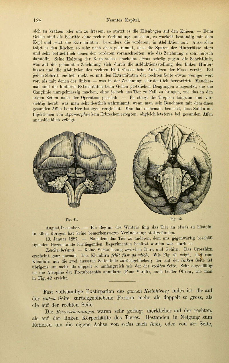 sich zu kratzen oder um zu fressen, so stützt es die Ellenbogen auf den Knieen. — Beim Gehen sind die Schritte ohne rechte Verbindung, unschön, es wackelt beständig mit dem Kopf und setzt die Extremitäten, besonders die vorderen, in Abduktion auf. Ausserdem trägt es den Kücken so sehr nach oben gekrümmt, dass die Spuren der Hinterfüsse stets und sehr beträchtlich denen der vorderen voranschreiten, wie das Zeichnung c sehr hübsch darstellt. Seine Haltung der Körperachse erscheint etwas schräg gegen die Schrittlinie, was auf der genannten Zeichnung sich durch die Adduktionsstellung des linken Hinter- fusses und die Abduktion des rechten Hinterfusses beim Aufsetzen der Füsse verrät. Bei jedem Schritte endlich rückt es mit den Extremitäten der rechten Seite etwas weniger weit vor, als mit denen der linken, — was in der Zeichnung sehr deutlich hervortritt. Manches- mal sind die hinteren Extremitäten beim Gehen plötzlichen Beugungen ausgesetzt, die die Ganglinie unregelmässig machen, ohne jedoch das Tier zu Fall zu bringen, wie das in den ersten Zeiten nach der Operation geschah. — Es steigt die Treppen langsam und vor- sichtig herab, was man sehr deutlich wahrnimmt, wenn man sein Benehmen mit dem eines gesunden Affen beim Herabsteigen vergleicht. Man hat mehrmals bemerkt, dass Subkutan- injektionen von Apomorphin kein Erbrechen erregten, obgleich letzteres bei gesunden Affen unausbleiblich erfolgt. Fig. 41. Kg. 42. August/December. — Bei Beginn des Winters fing das Tier an etwas zu hüsteln. In allem übrigen hat keine bemerkenswerte Veränderung stattgefunden. 13. Januar 1887. — Nachdem das Tier zu anderen, dem uns gegenwärtig beschäf- tigenden Gegenstande fernhegenden, Experimenten benützt worden war, starb es. Leichenbefund. — Keine Verwachsung zwischen Dura und Gehirn. Das Grosshim erscheint ganz normal. Das Kleinhirn fehlt fast gänzlich. Wie Fig. 41 zeigt, sind vom Kleinhirn nur die zwei äusseren Seitenteile zurückgeblieben; der auf der linken Seite ist übrigens um mehr als doppelt so umfangreich wie der der rechten Seite. Sehr augenfälhg ist die Atrophie der Protuberantia annularis (Pens Varoli), auch beider Oliven, wie man in Fig. 42 ersieht. Fast Yollständige Exstirpation des ganzen Kleinhirns; indes ist die auf der linken Seite zurückgebliebene Portion mehr als doppelt so gross, als die auf der rechten Seite. Die Reixerscheinungen waren sehr gering; merklicher auf der rechten, als auf der linken Körperhcälfte des Tieres. Bestanden in Neigung zum Rotieren um die eigene Achse von rechts nach links, oder von der Seite,