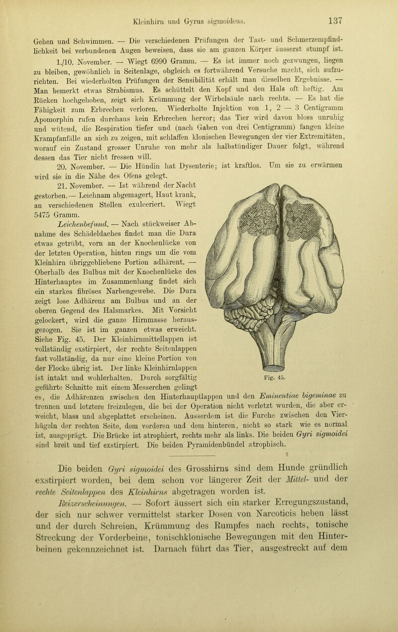 Gehen und Schwimmen. — Die verschiedenen Prüfungen der last- und Schmerzempfind- lichkeit bei verbundenen Augen beweisen, dass sie am ganzen Körper äusserst stumpf ist. I./IO. November. — Wiegt 6990 Gramm. — Es ist immer noch gezwungen, liegen zu bleiben, gewöhnlich in Seitenlage, obgleich es fortwährend Versuche macht, sich aufzu- richten. Bei wiederholten Prüfungen der Sensibilität erhält man dieselben Ergebnisse. — Man bemerkt etwas Strabismus. Es schüttelt den Kopf und den Hals oft heftig. Am Kücken hochgehoben, zeigt sich Krümmung der Wirbelsäule nach rechts. — Es hat die Fähigkeit zum Erbrechen verloren. Wiederholte Injektion von 1, 2 — .3 Centigramm Apomorphin rufen durchaus kein Erbrechen hervor; das Tier wird davon bloss unruhig und wütend, die Eespiration tiefer und (nach Gaben von drei Centigramm) fangen kleine Krampfanfälle an sich zu zeigen, mit schlaffen klonischen Bewegungen der vier Extremitäten, worauf ein Zustand grosser Unruhe von mehr als halbstündiger Dauer folgt, während dessen das Tier nicht fressen will. 20. November. — Die Hündin hat Dysenterie; ist kraftlos. Um sie zu erwärmen wird sie in die Nähe des Ofens gelegt. 21. November. — Ist während der Nacht gestorben.— Leichnam abgemagert. Haut krank, an verschiedenen Stellen exulceriert. Wiegt 5475 Gramm. Leichenbefimd. — Nach stückweiser Ab- nahme des Schädeldaches findet man die Dura etwas getrübt, vorn an der Knochenlücke von der letzten Operation, hinten rings um die vom Kleinhirn übriggebliebene Portion adhärent. — Oberhalb des Bulbus mit der Knochenlücke des Hinterhauptes im Zusammenhang findet sich ein starkes fibröses Narbengewebe. Die Dura zeigt lose Adhärenz am Bulbus und an der oberen Gegend des Halsmarkes. Mit Vorsicht gelockert, wird die ganze Hirnmasse heraus- gezogen. Sie ist im ganzen etwas erweicht. Siehe Fig. 45. Der Kleinhirnmittellappen ist vollständig exstirpiert, der rechte Seitenlappen fast vollständig, da nur eine kleine Portion von der Flocke übrig ist. Der linke Kleinhirnlappen ist intakt und wohlerhalten. Durch sorgfältig geführte Schnitte mit einem Messerchen gehngt es, die Adhärenzen zwischen den Hinterhauptlappen und den Eminentiae Ugeminae zu trennen und letztere freizulegen, die bei der Operation nicht verletzt wurden, die aber er- weicht, blass und abgeplattet erscheinen. Ausserdem ist die Furche zwischen den Vier- hügeln der rechten Seite, dem vorderen und dem hinteren, nicht so stark wie es normal ist, ausgeprägt. Die Brücke ist atrophiert, rechts mehr als links. Die beiden Gyri sigmoidei sind breit und tief exstirpiert. Die beiden Pyramidenbündel atrophisch. Fig 4o Die beiden Gyri sigmoidei des Grosshirns sind dem Hunde gründlich exstirpiert worden, bei dem schon vor längerer Zeit der Mittel- und der rechte Seitenlappen des Kleinhirns abgetragen worden ist. Beizerschsinunfjen. — Sofort äussert sich ein starker Erregungszustand, der sich nur schwer vermittelst starker Dosen von Narcoticis heben lässt und der durch Schreien, Krümmung des Rumpfes nach rechts, tonische Streckung der Vorderbeine, tonischkionischo Bewegungen mit den Hinter- beinen gekennzeichnet ist. Darnach führt das Tier, ausgestreckt auf dem